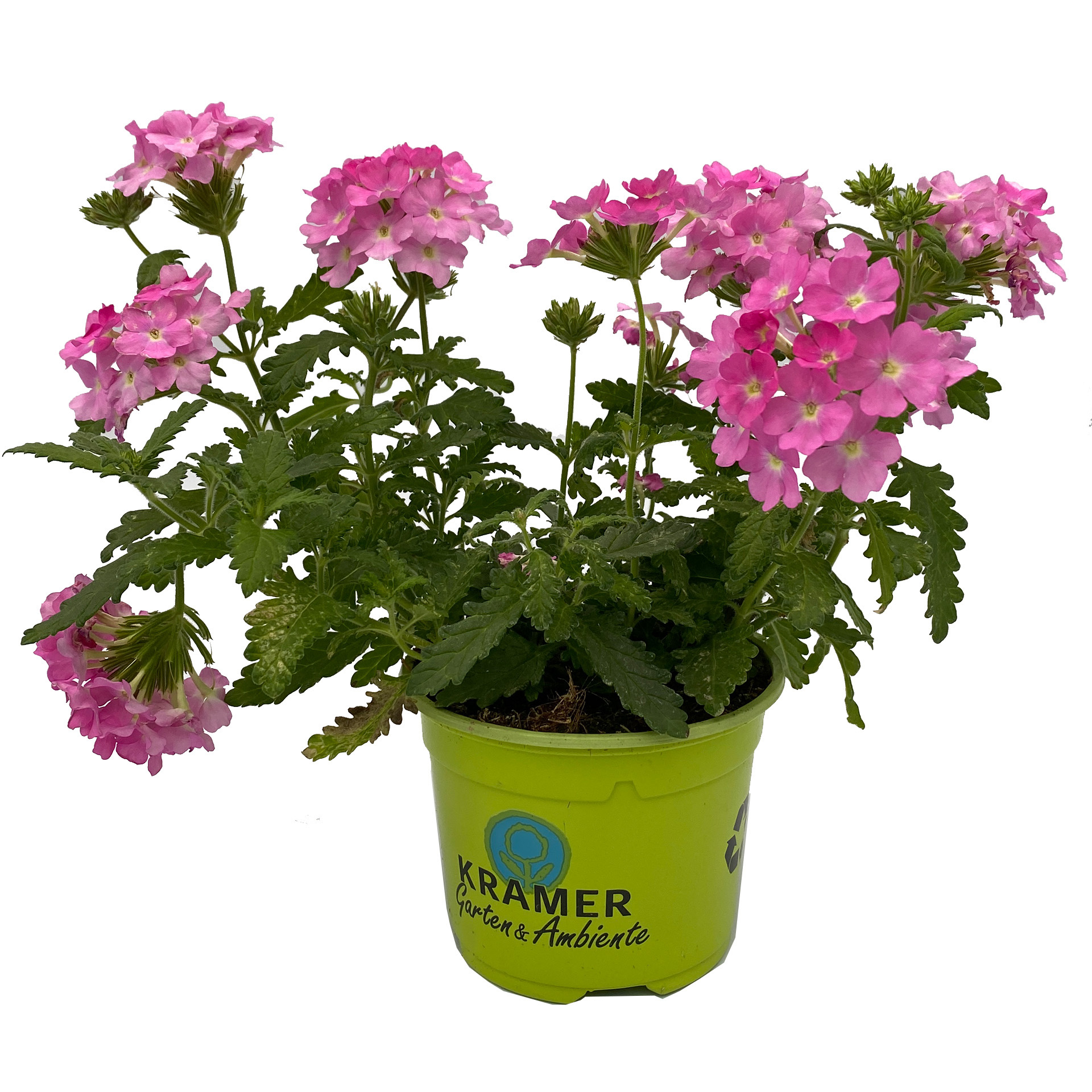 Verbene - Verbena 'Empress® Flair Pink', 10,5cm Topf Verbene - Verbena 'Empress® Flair Pink', 10,5cm Topf