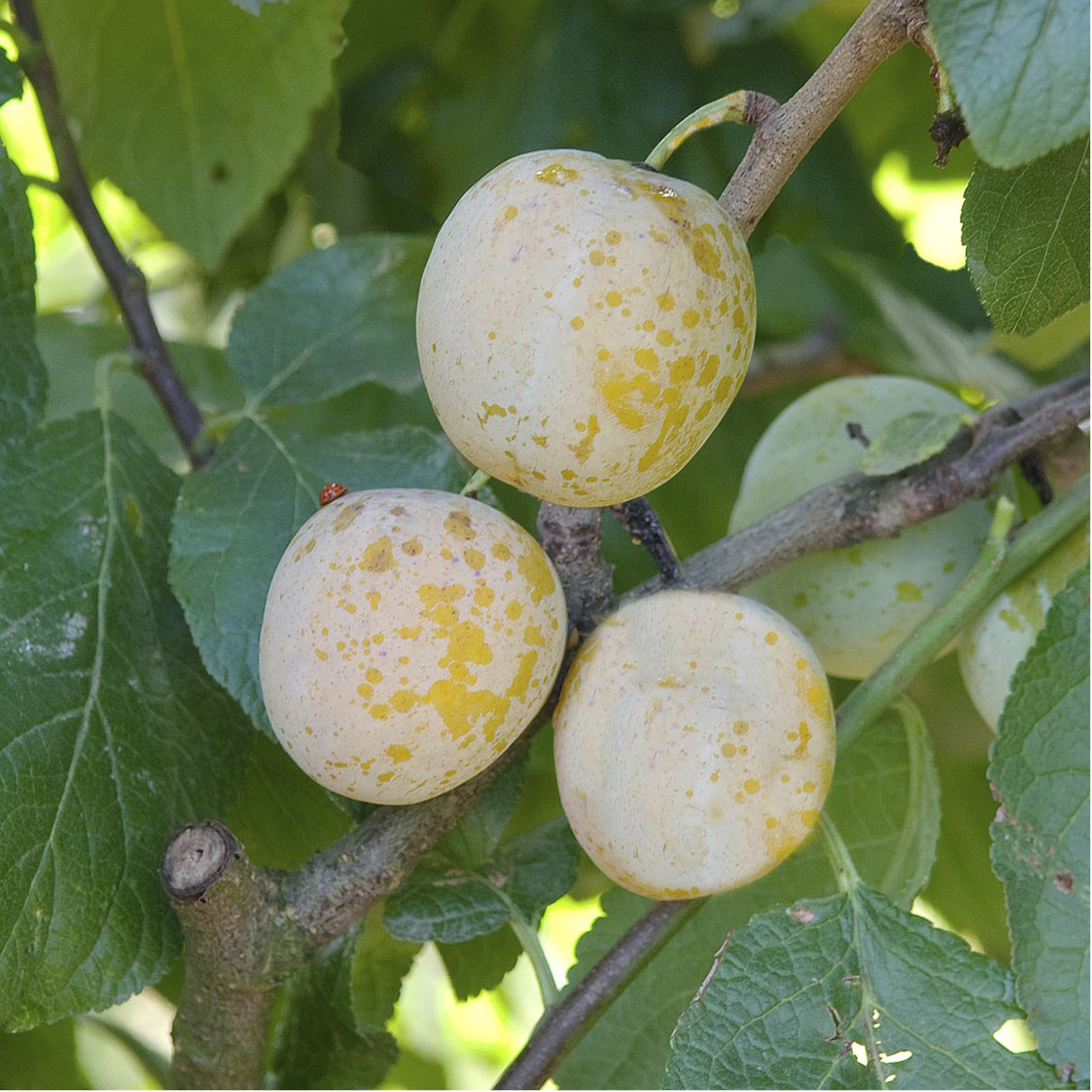 Reneclaude aus Oullins reife Reneclauden am Obstbaum