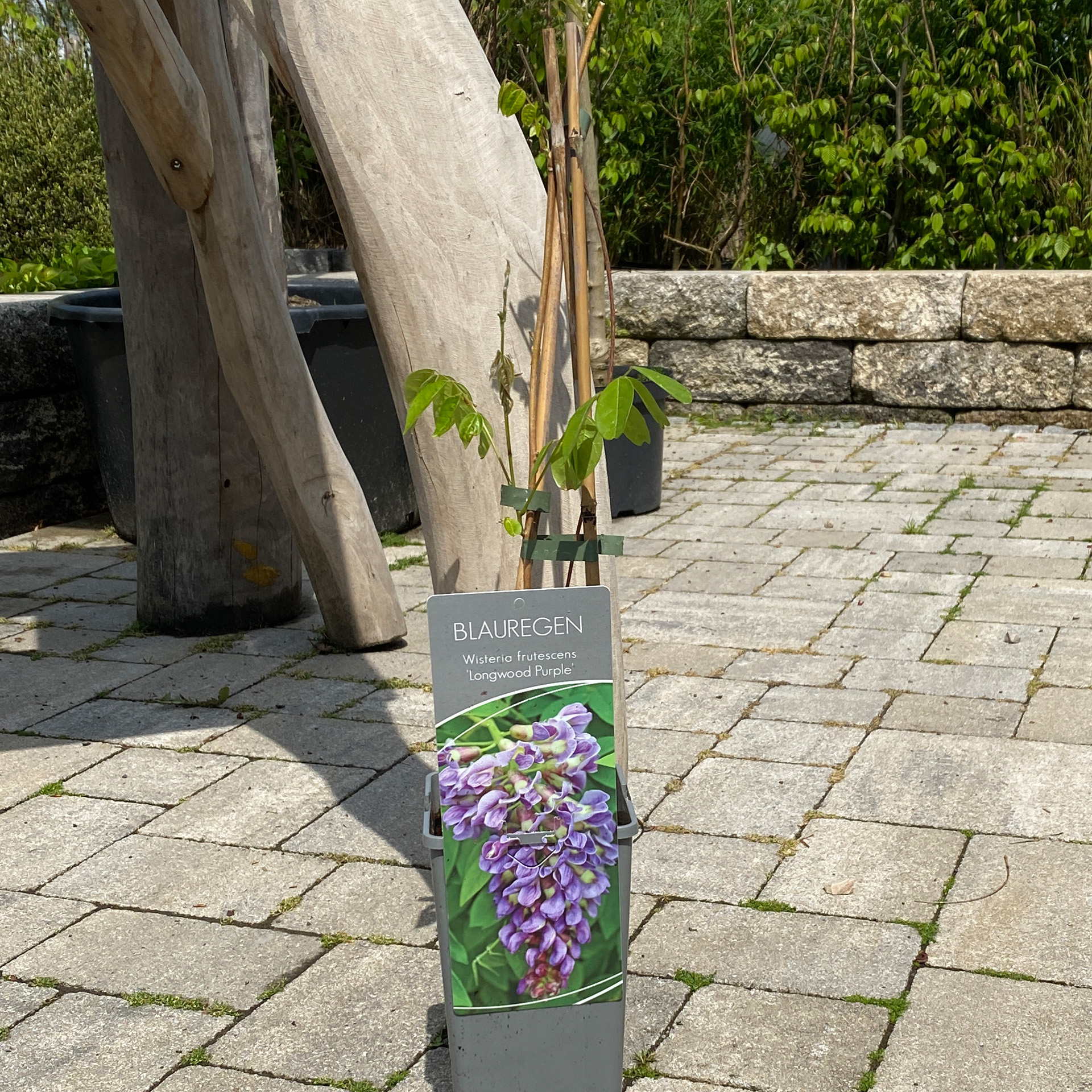 Blauregen - Wisteria frutescens 'Longwood Purple', C2eck 40-60cm Blauregen - Wisteria frutescens 'Longwood Purple', C2eck 40-60cm