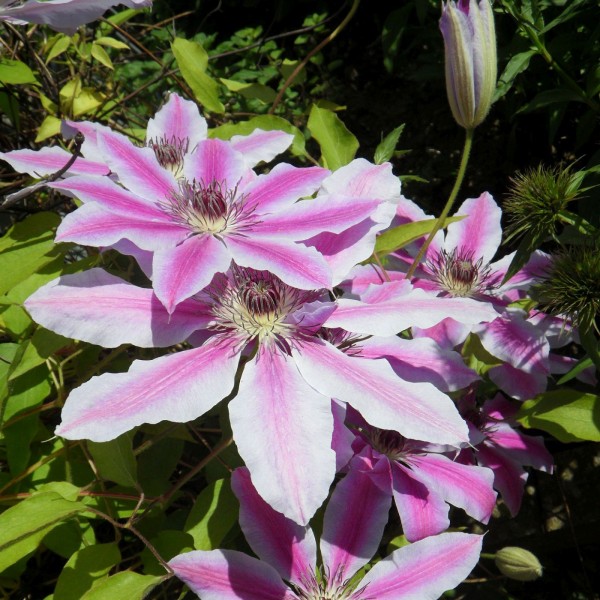 Clematis Nelly Moser Clematis Nelly Moser