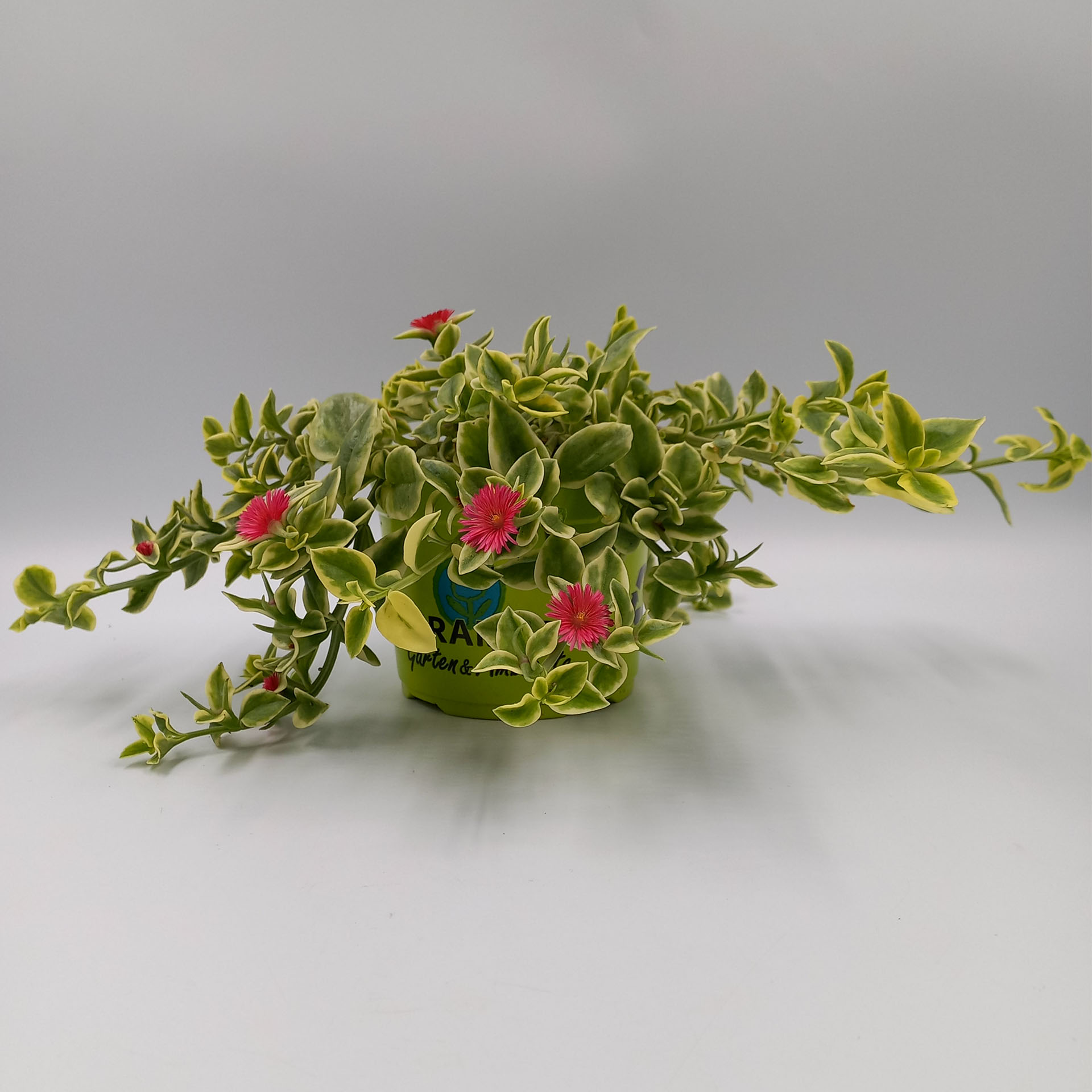 Ausdauerndes Eisenkraut Variegata Pflanze mit grün-weißen Blättern im Topf, Pflanze, Pflanze im Topf, Blume, Blumen-Arrangement, Geranie