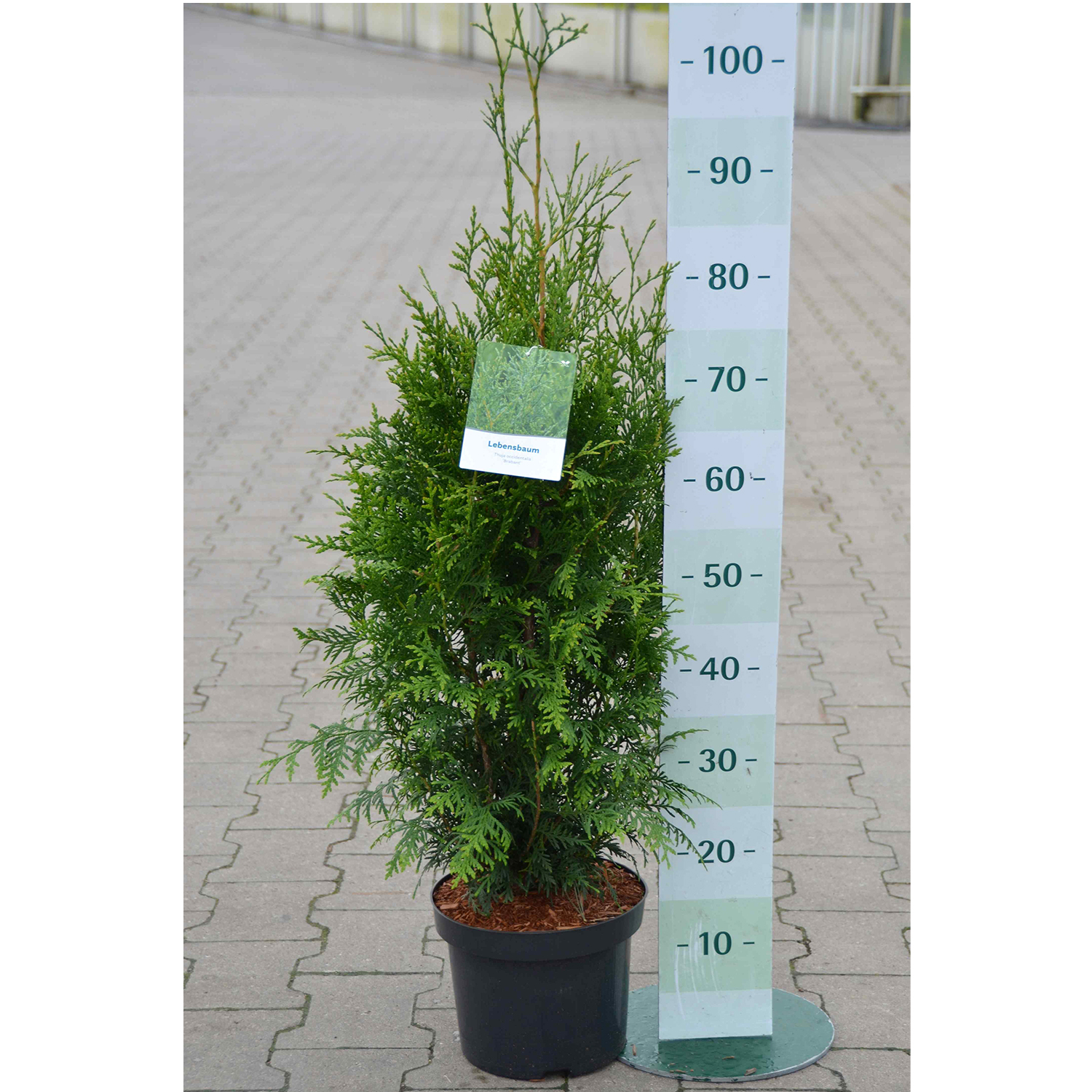 Thuja Brabant Thuja Brabant Lebensbaum Konifere Hecke immergrün