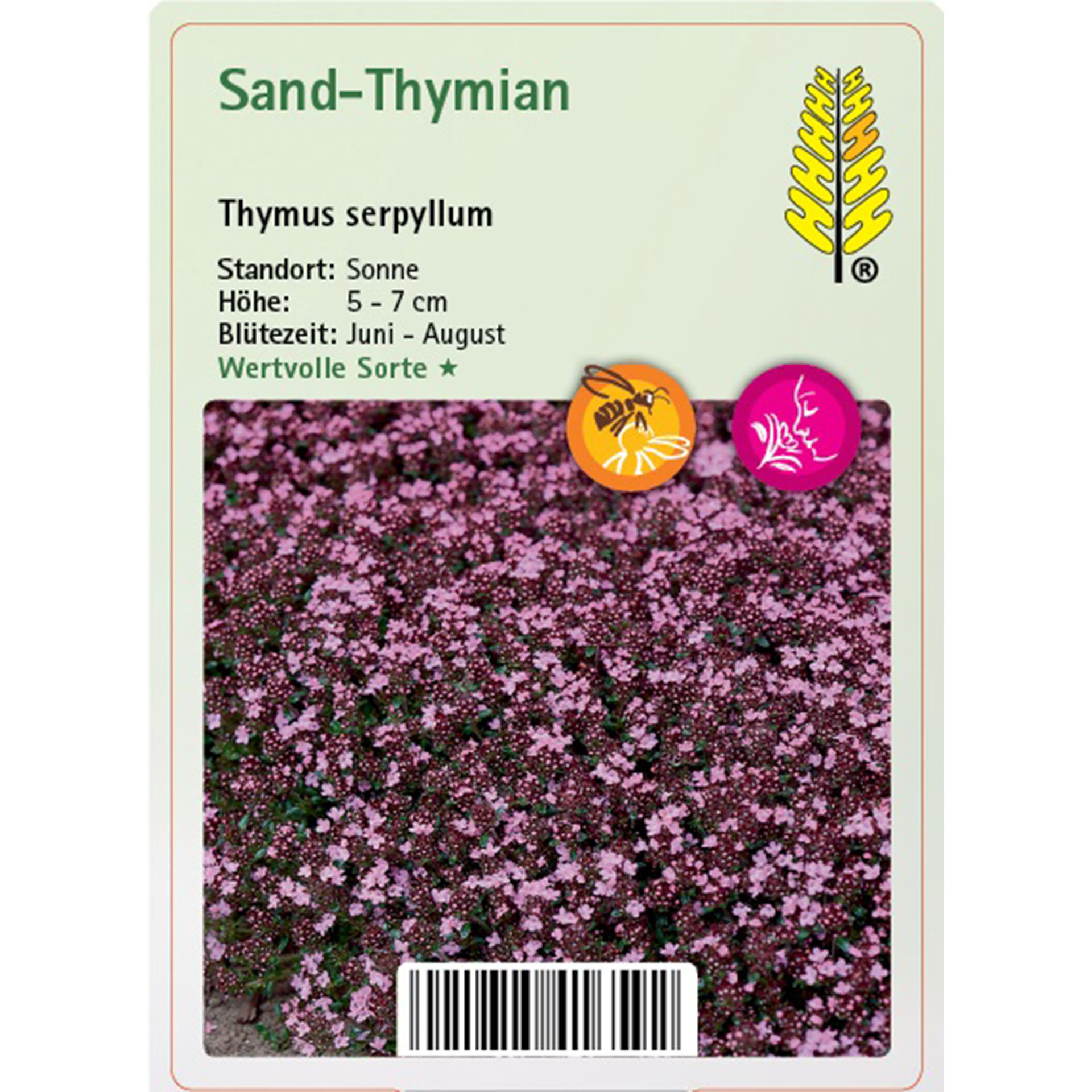 Sand-Thymian - Thymus serpyllum Blume, Pflanze