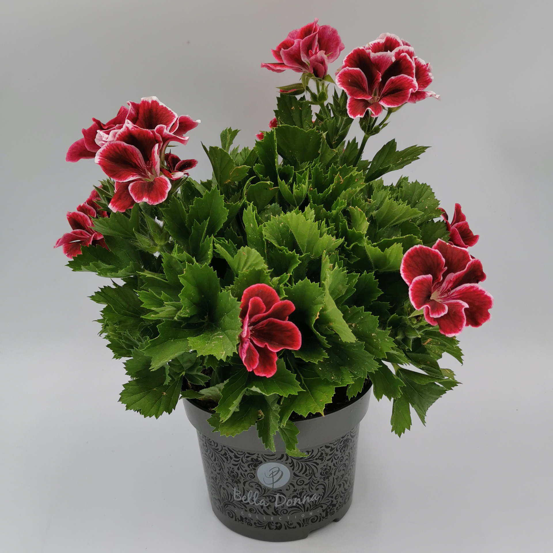 Edelgeranie rot Edelgeranie - Pelargonium grandiflorum rot