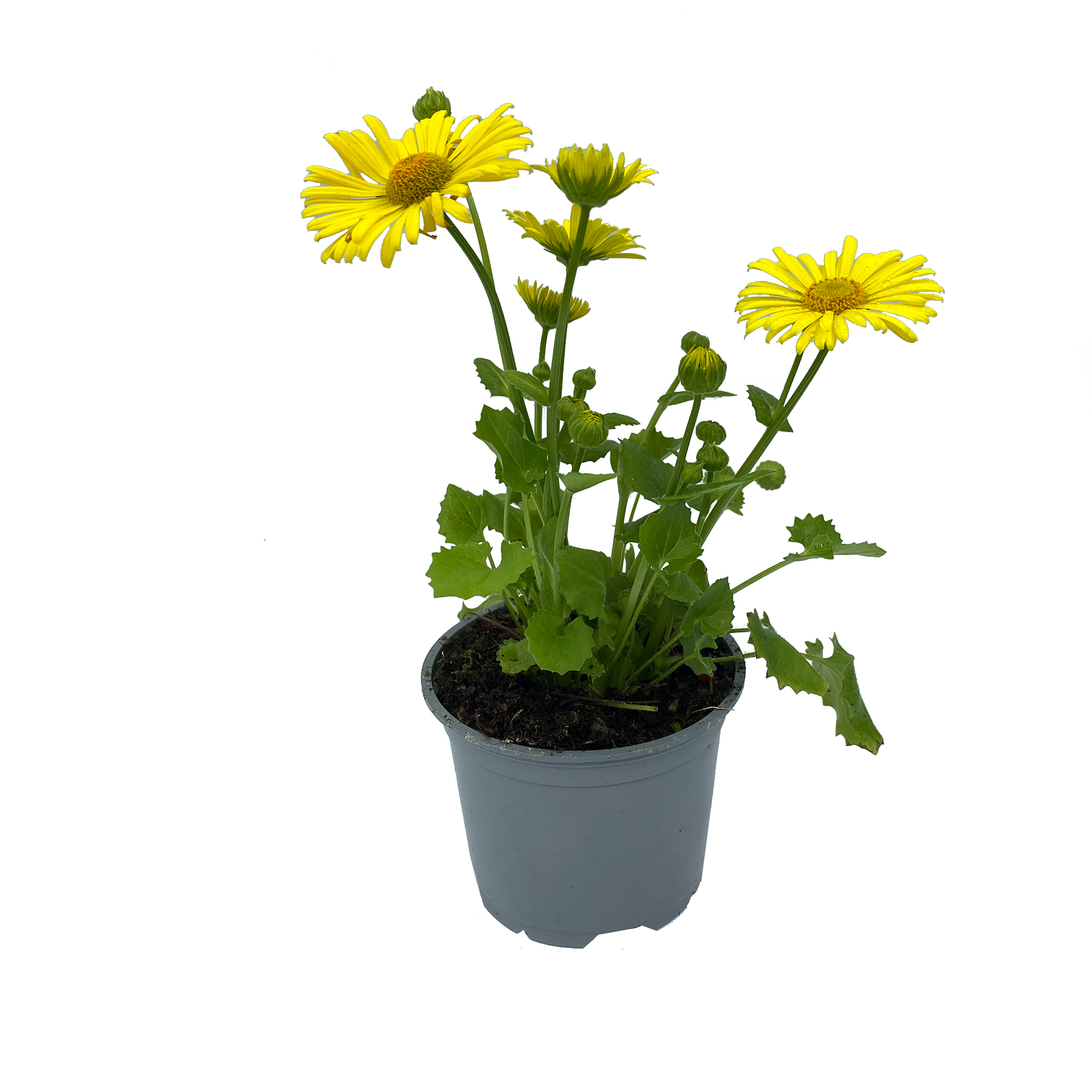 Gämswurz - Doronicum orientale, 12cm Topf Gämswurz - Doronicum orientale, 12cm Topf