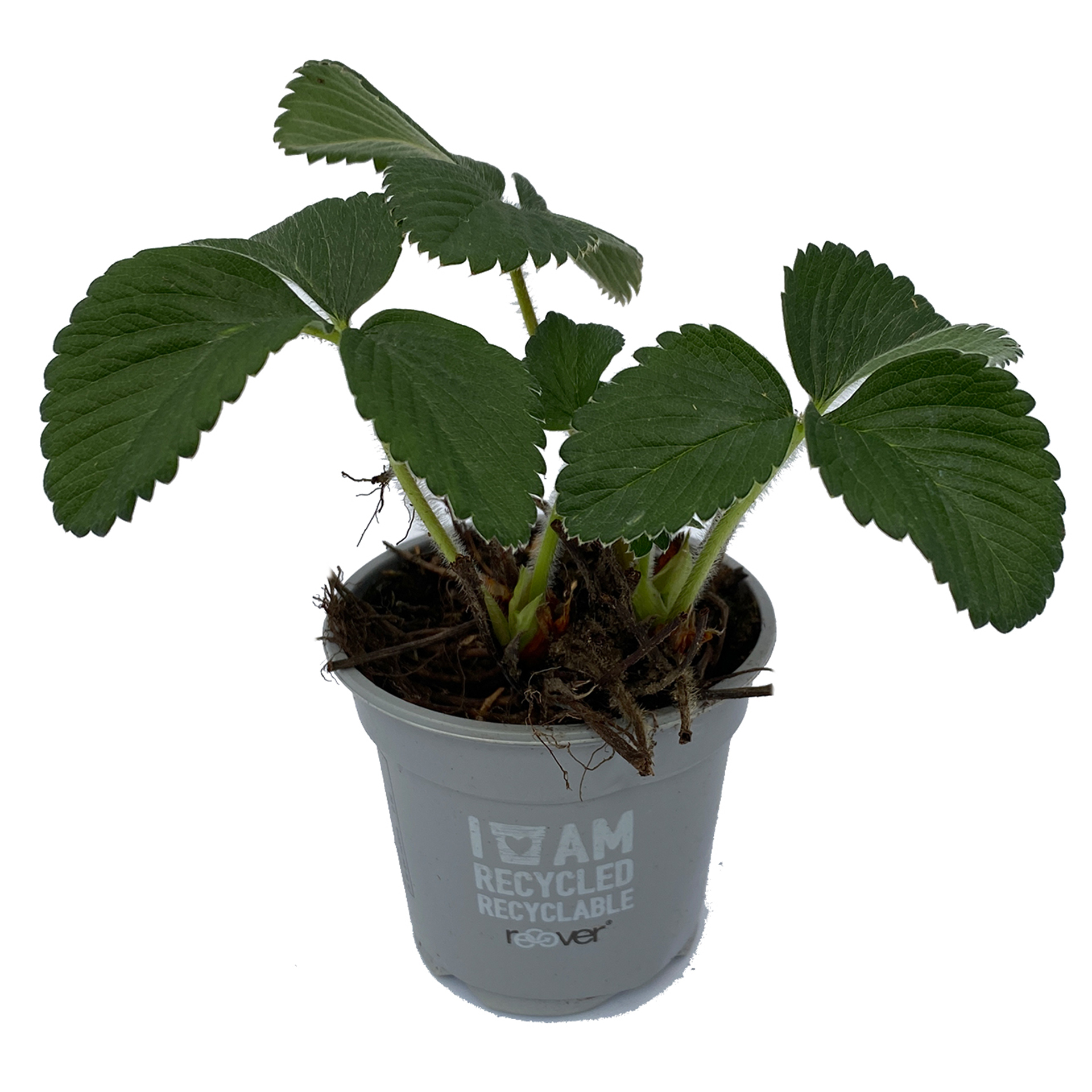 Erdbeerpflanze Elsanta in Pflanztopf