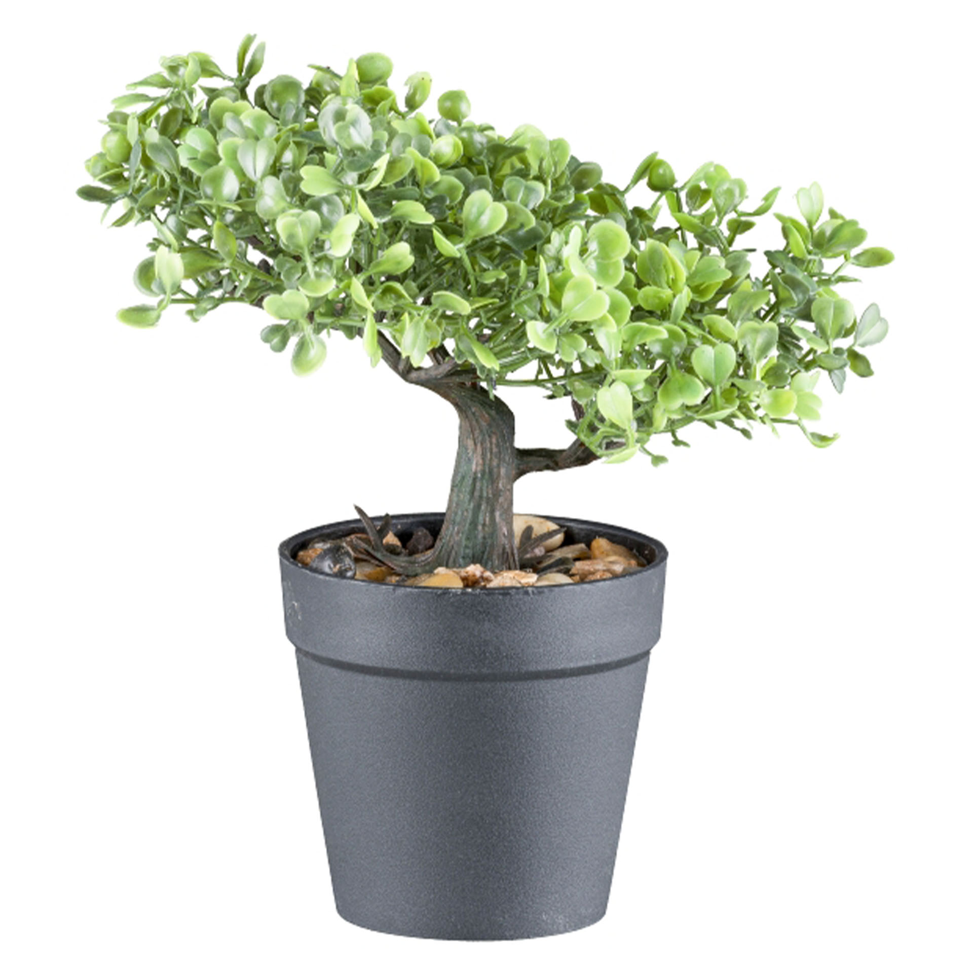 Bonsai Buchsbaum, Höhe 20cm Pflanze, Pflanze im Topf, Baum, Bonsai, Blatt