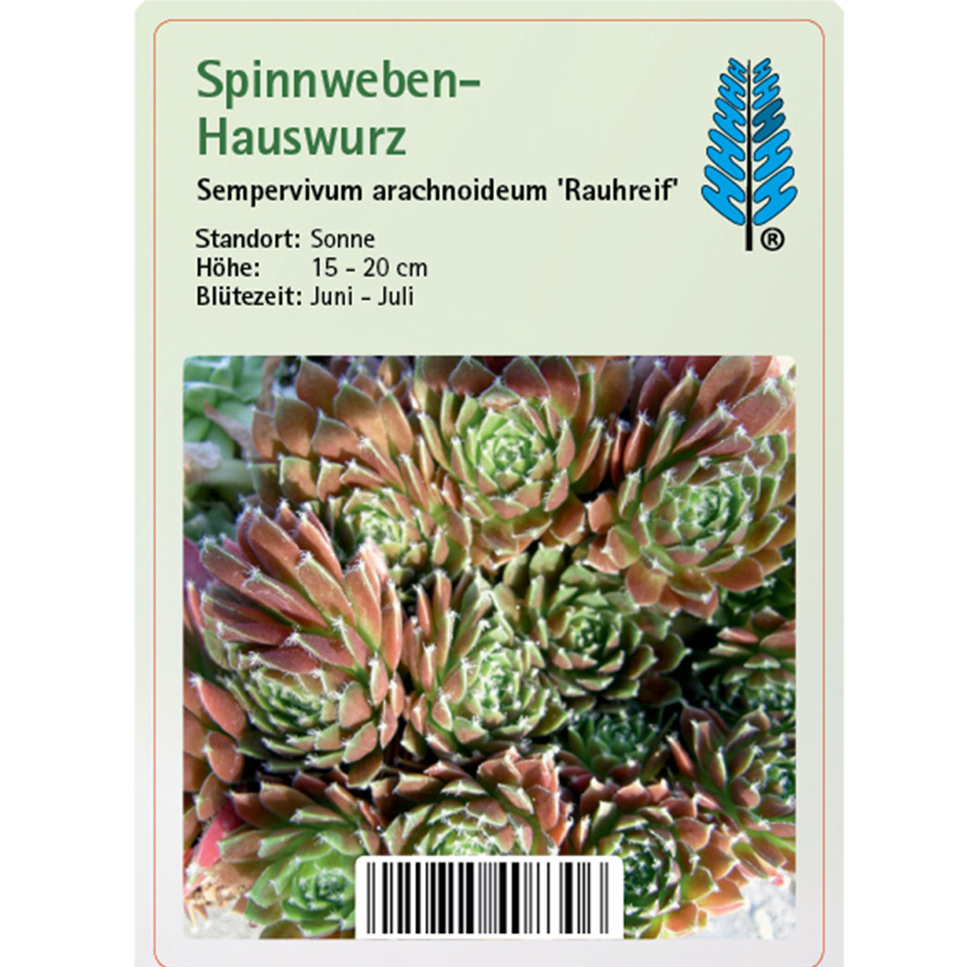 Spinnweben-Hauswurz - Sempervivum arachnoideum 'Rauhreif'