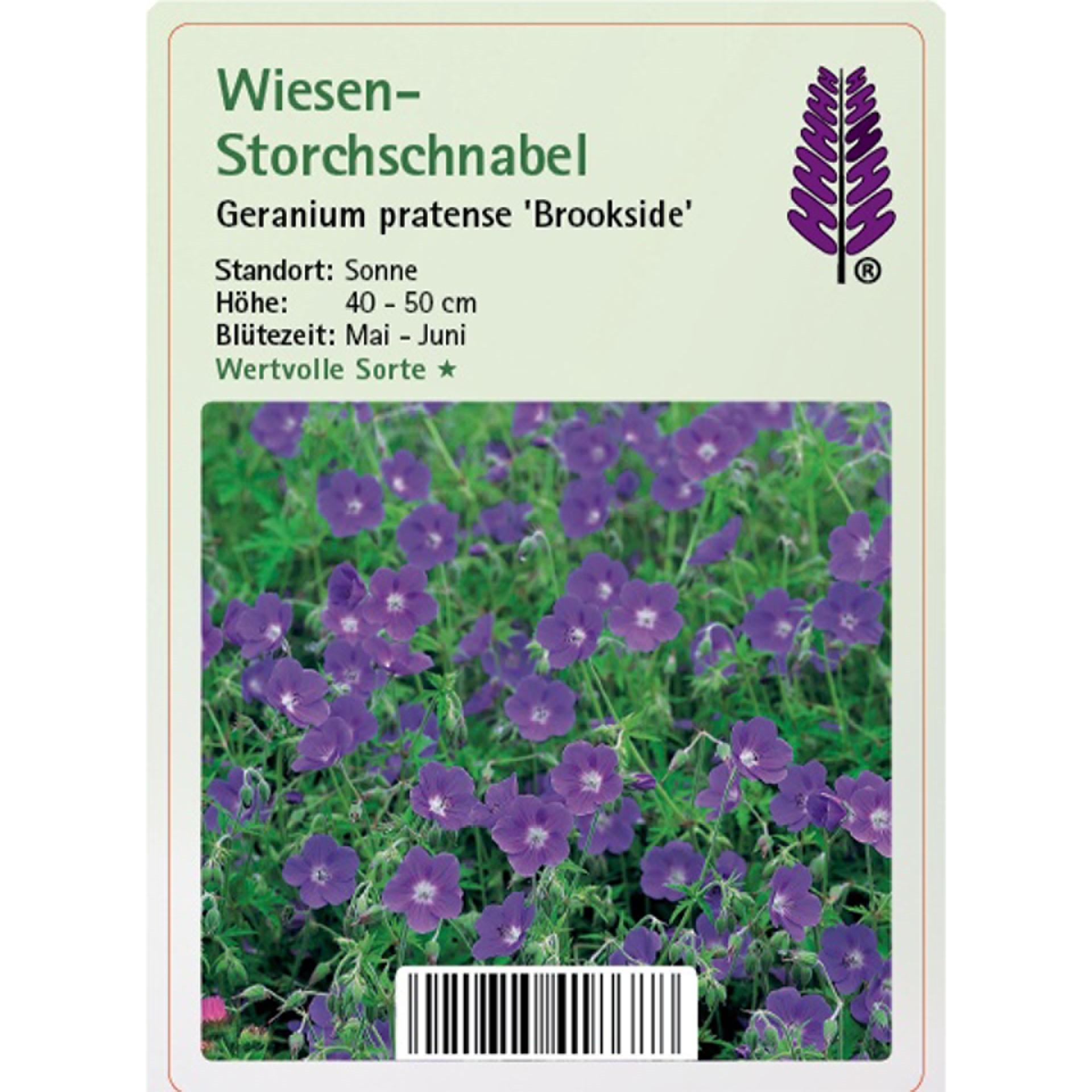 Pflanzstecker mi Kurzbeschreibung und PflanzenbildBlume, Geranie, Pflanze, Purpur, Flachs