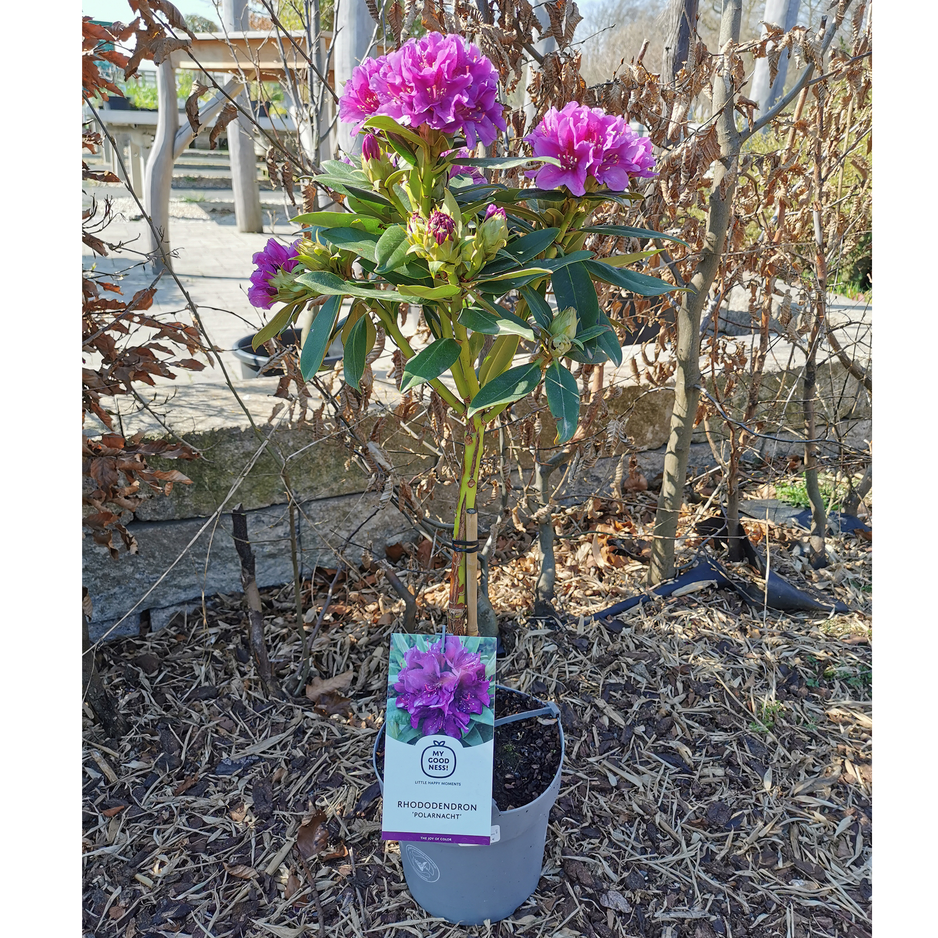 Rhododendron Stamm Alpenrose Moorbeetpflanze Containerpflanze Kübel auf Balkon und Terrasse
