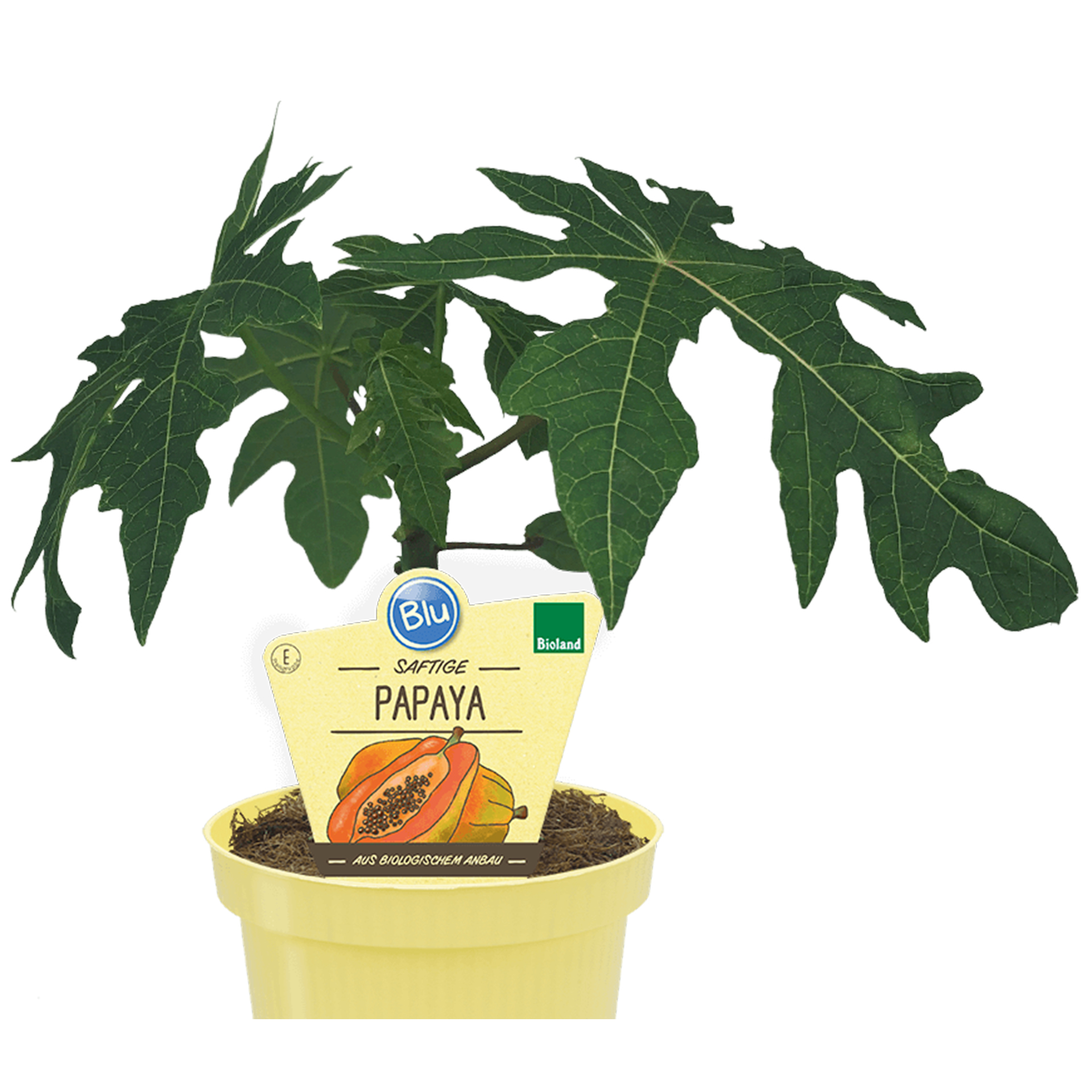 BIO Papaya Papayapflanze