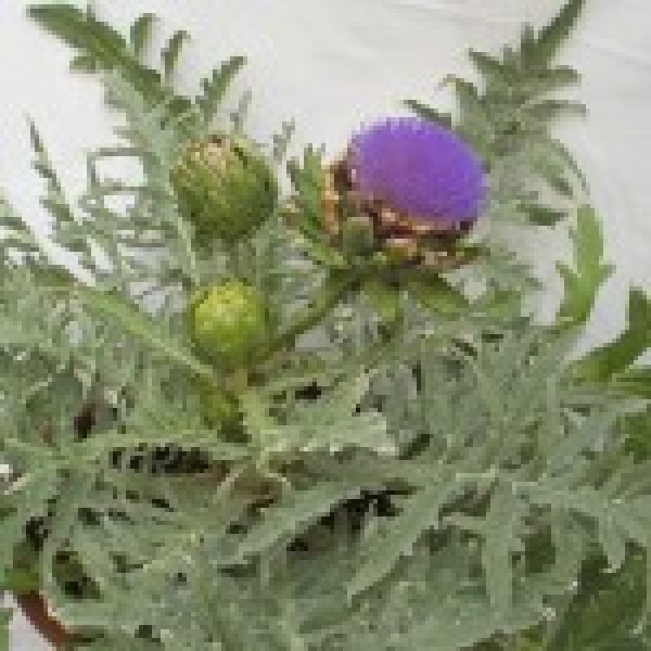 BIO Artischocke BIO Artischocke