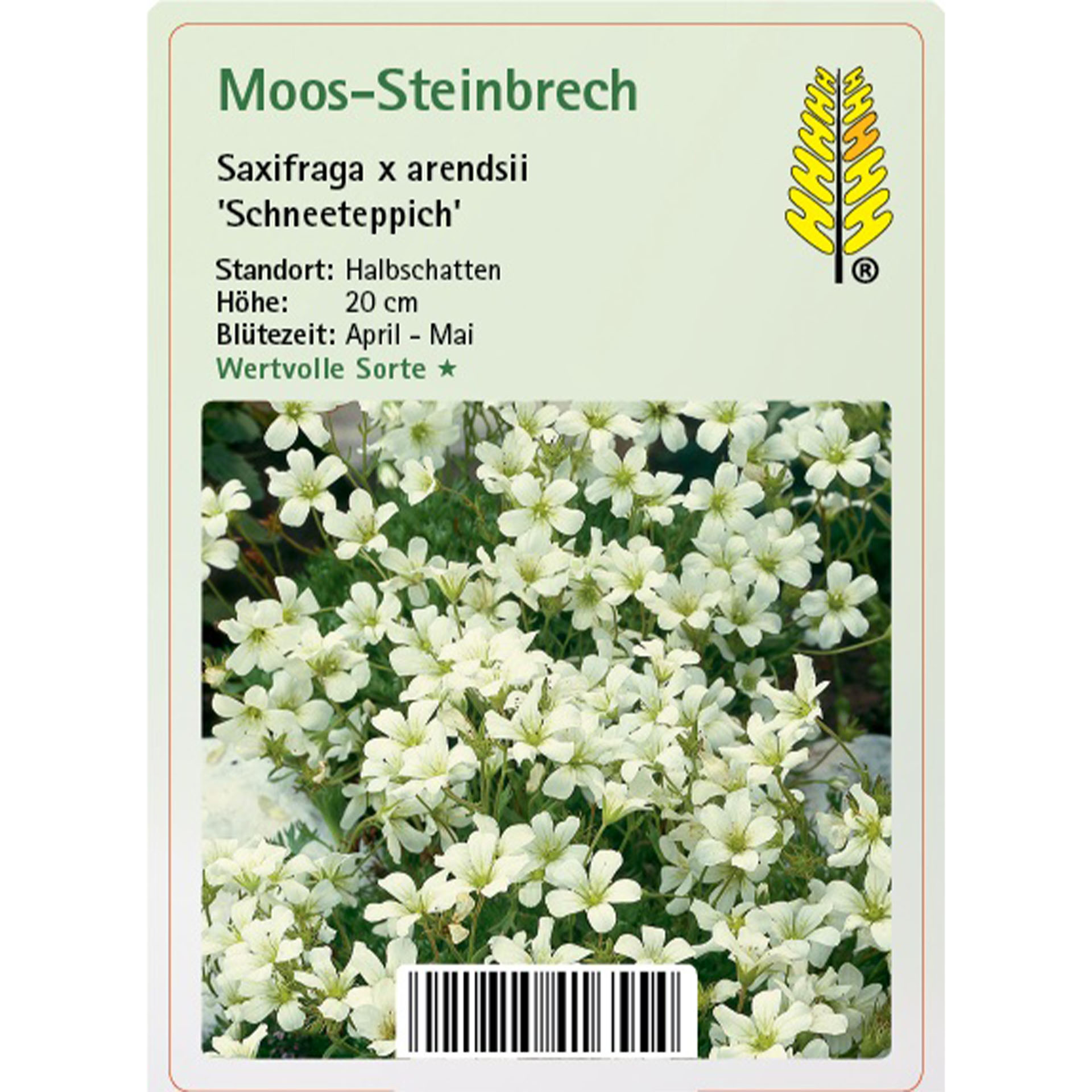 Moos-Steinbrech - Saxifraga x arendsii 'Schneeteppich' Moos-Steinbrech - Saxifraga x arendsii 'Schneeteppich'