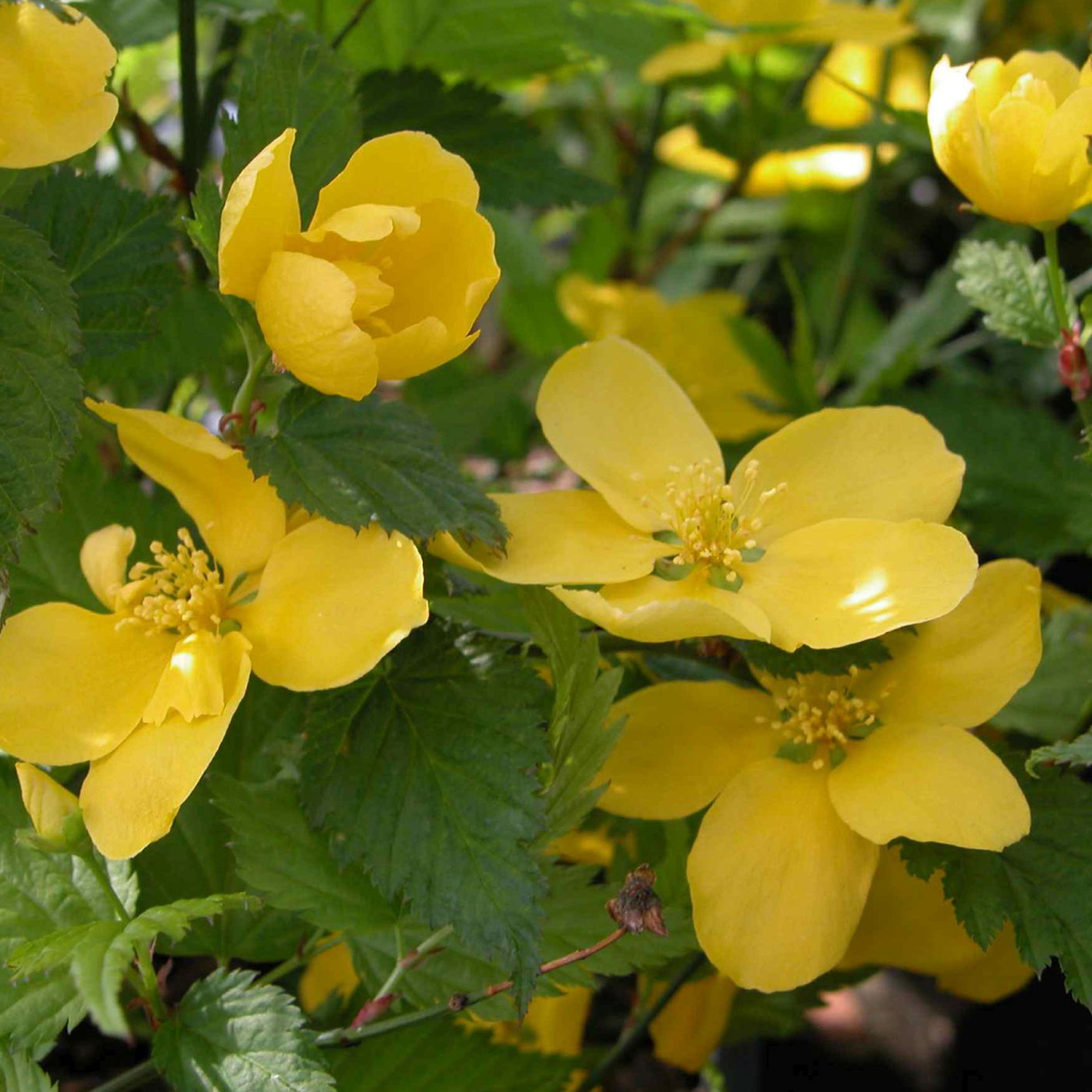 Ranunkelstrauch - Kerria japonica 'Golden Guinea', C4 50-60cm Ranunkelstrauch - Kerria japonica 'Golden Guinea', C4 50-60cm
