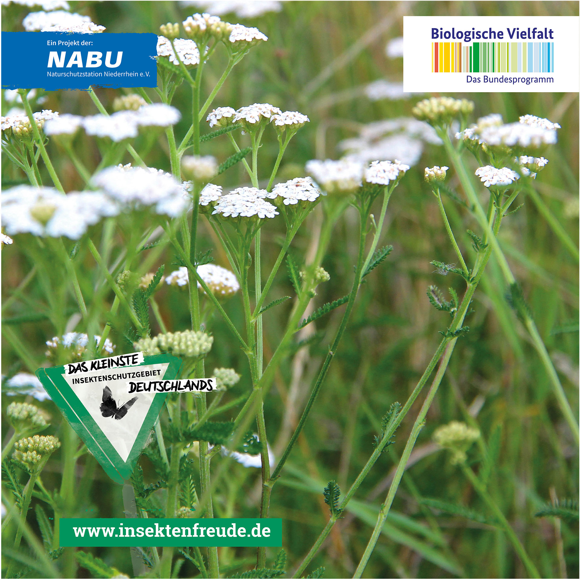 Kräuter, Pflanze, Blume, Apiaceae