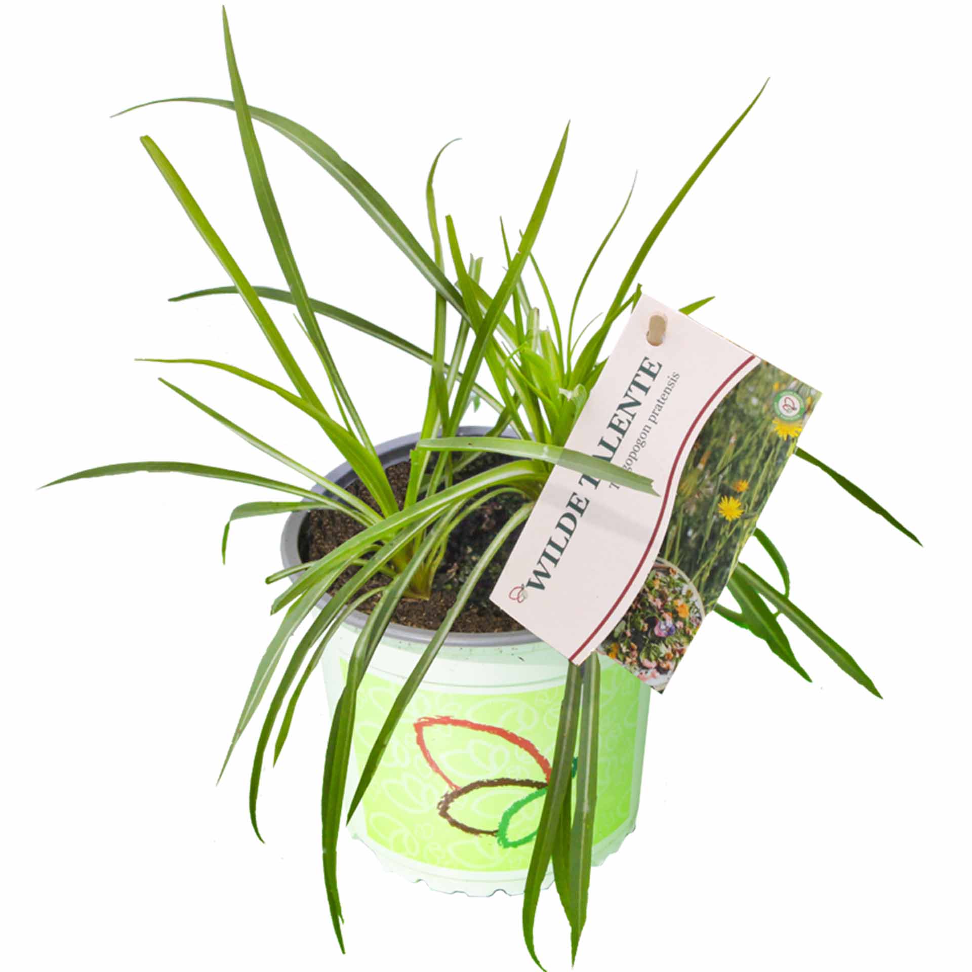 pflanzentopf, grüne blätter, lan ge blätter, zimmerpflanze, beschriftete pflanze