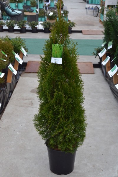 Thuja Lebensbaum Smaragd-1 Thuja Lebensbaum Smaragd immergrüne Heckenpflanze guter Sichtschutz