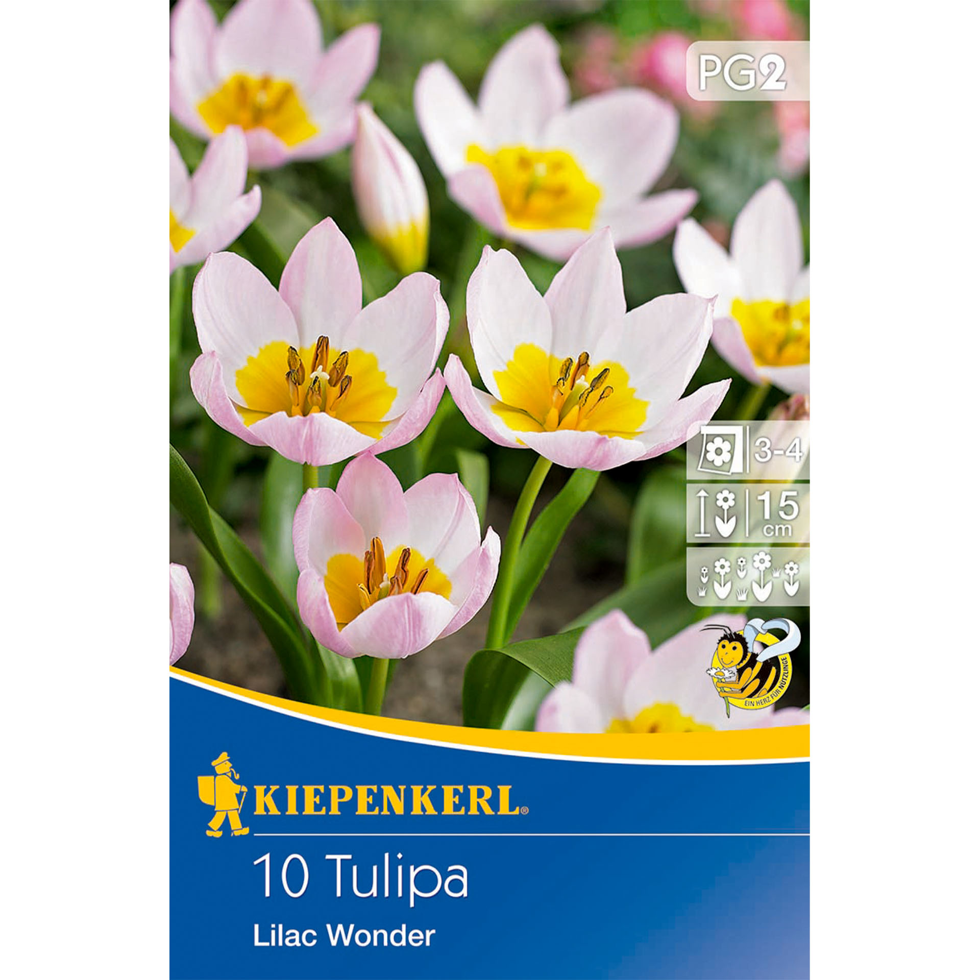 Tulpe Lilac Wonder Tulpe im rosa-lila-Ton, Blütenblätter mit spezieller schmaler Form, Werbung, Plakat, Blume, Pflanze