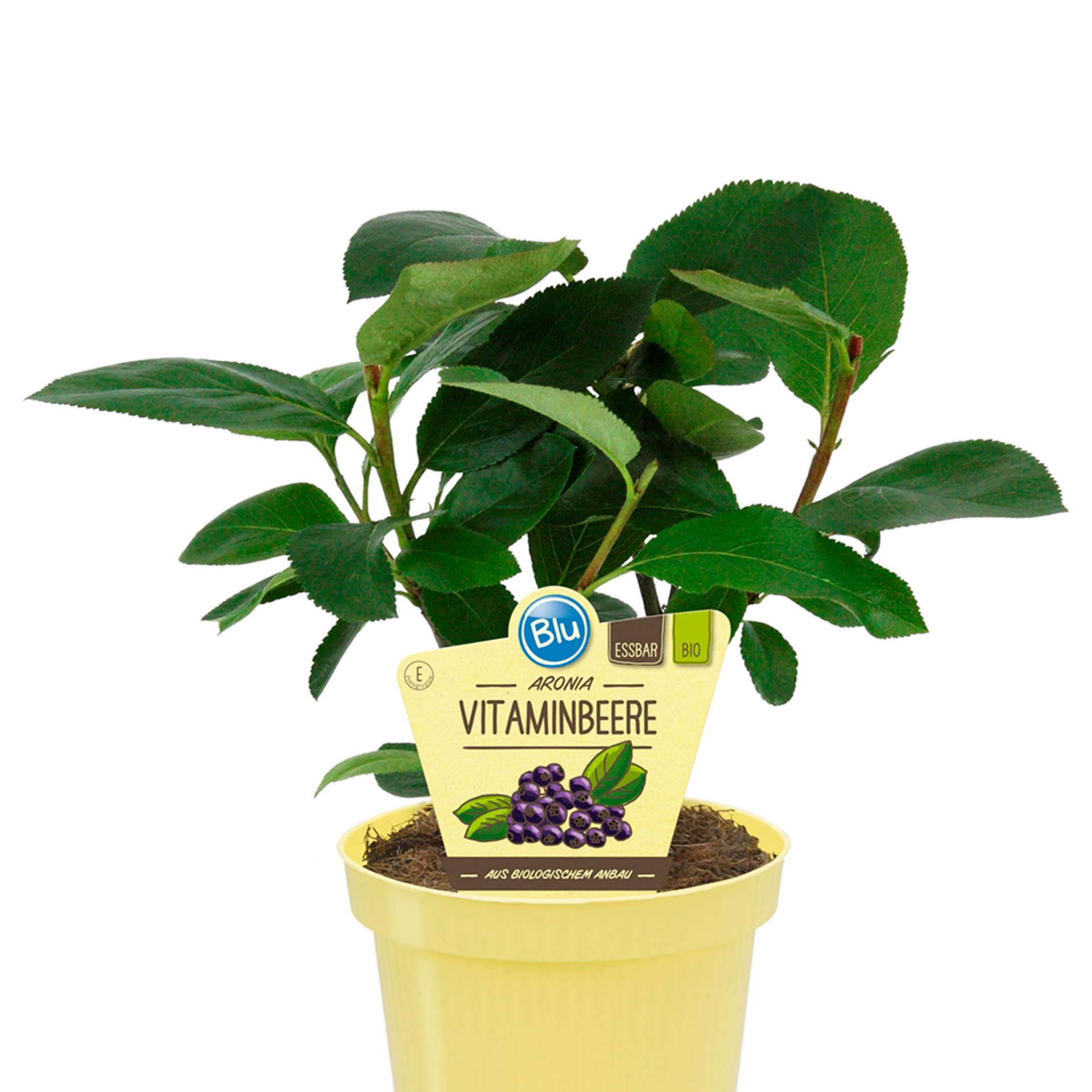 BIO Vitaminbeere Aronia - Aronia Melanocarpa, 12cm Topf BIO Vitaminbeere Aronia - Aronia Melanocarpa, 12cm Topf