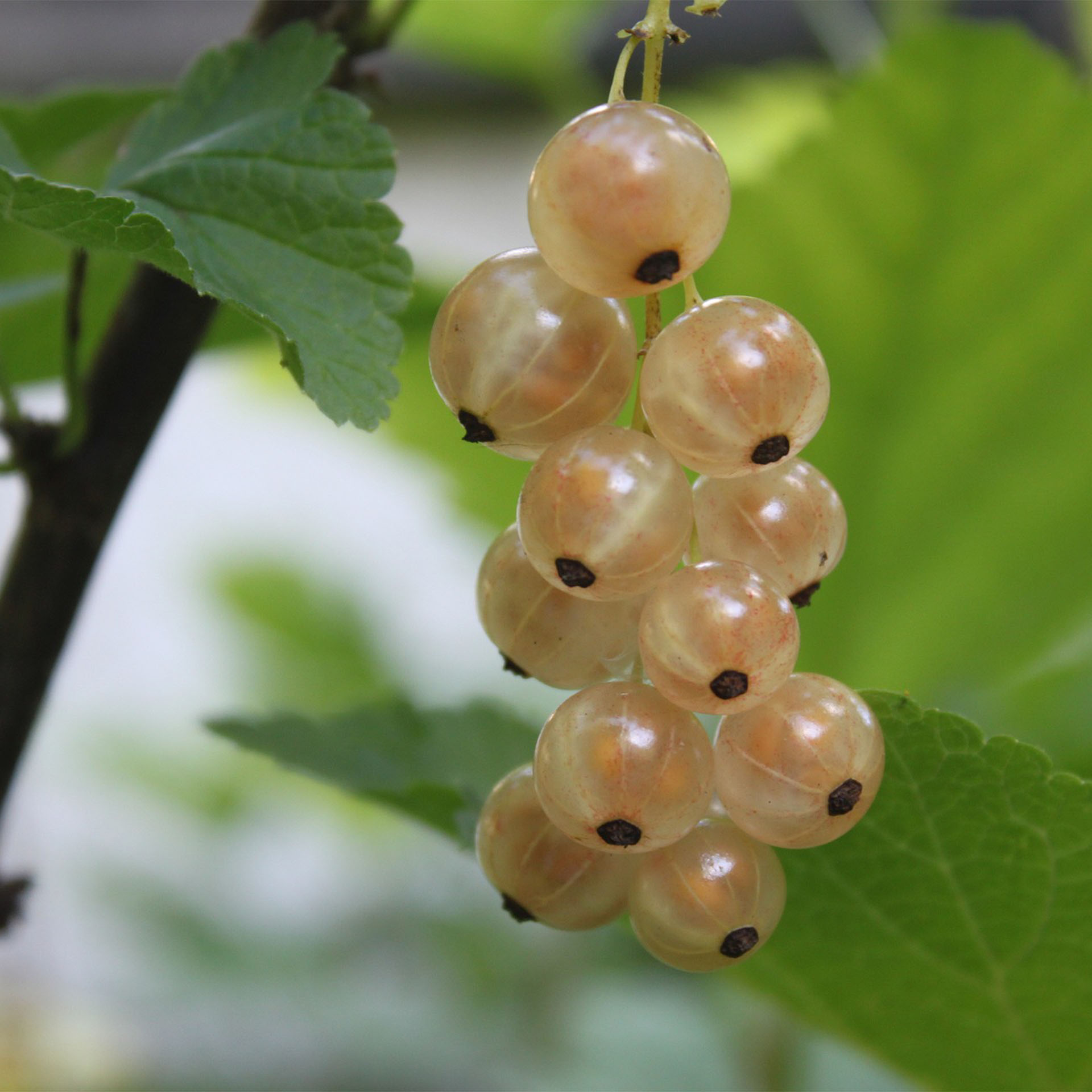 Weisse Johannisbeere Weisse Versailler-2 reife, weisse Johanisbeeren an Zweig in Traube hängend