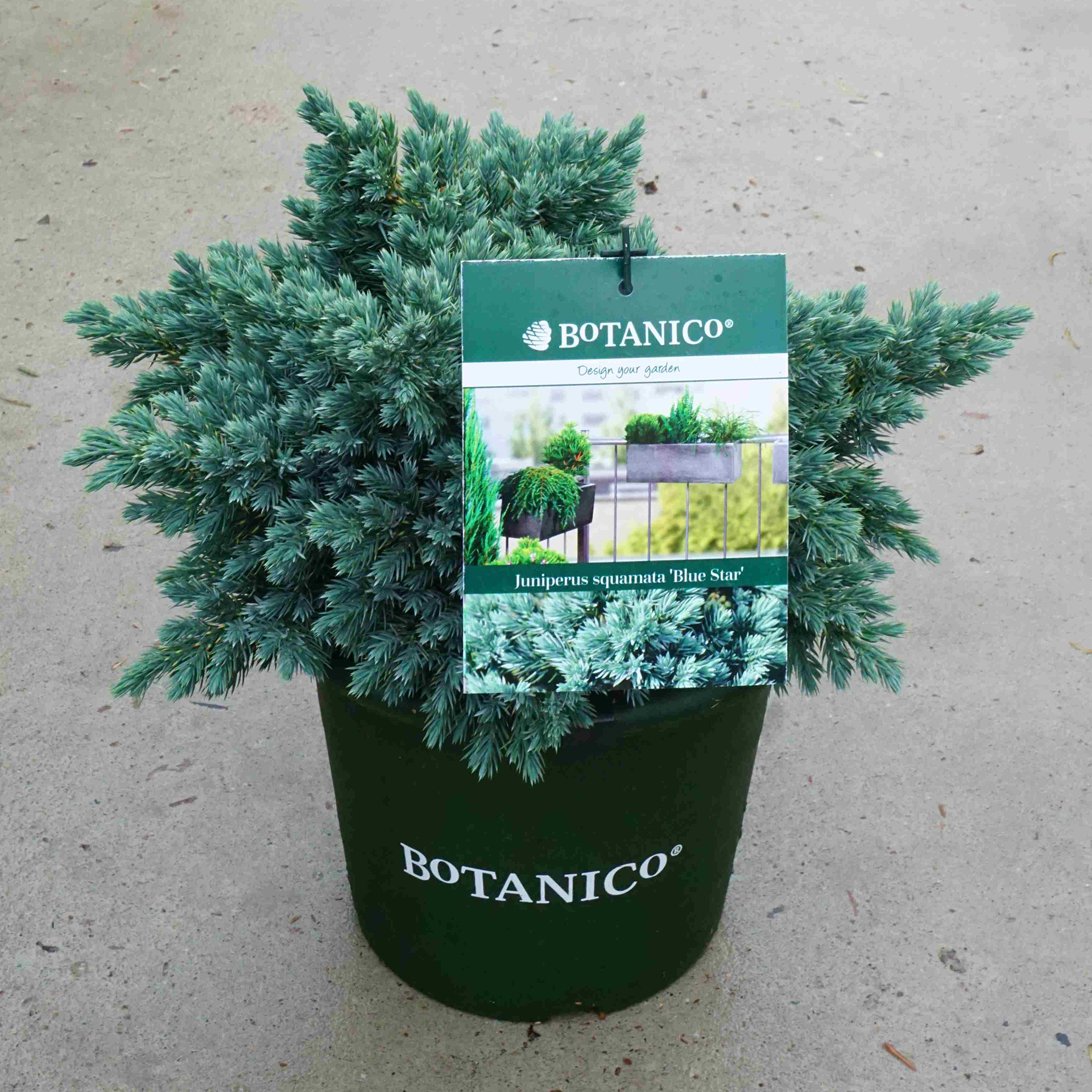Blauer Zwergwacholder – Juniperus squamata 'Blue Star', C3,7 25-30cm Blauer Zwergwacholder – Juniperus squamata 'Blue Star', C3,7 25-30cm