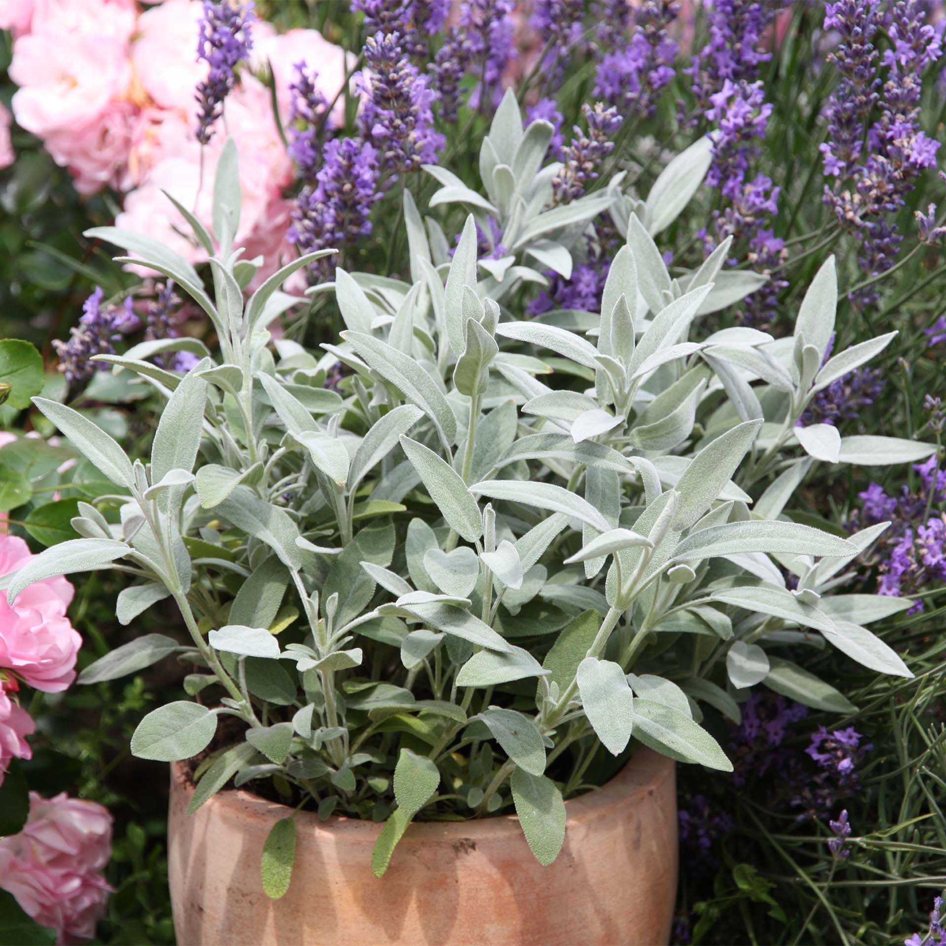 sage, sagebrush, silvery-green, blätter, topfpflanze