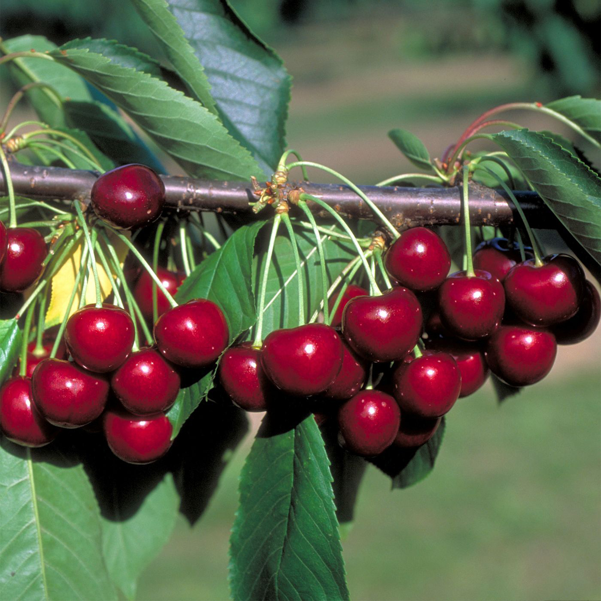 große, süße Früchte an einem Ast des Kirschbaumes Knorpelkirsche hängend
