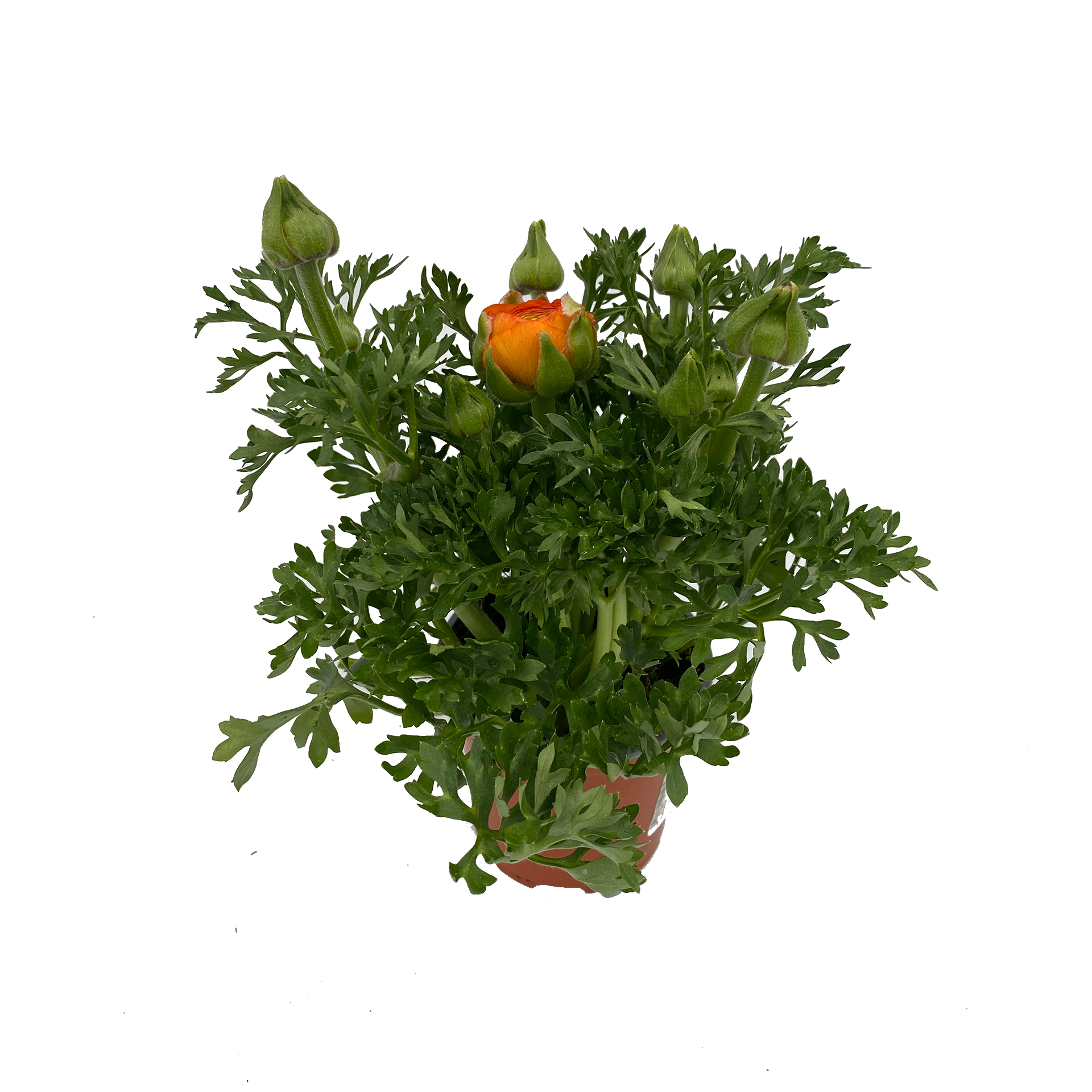 Ranunkel - Ranunculus asiaticus, orange, 10cm Topf Ranunkel - Ranunculus asiaticus, orange, 10cm Topf