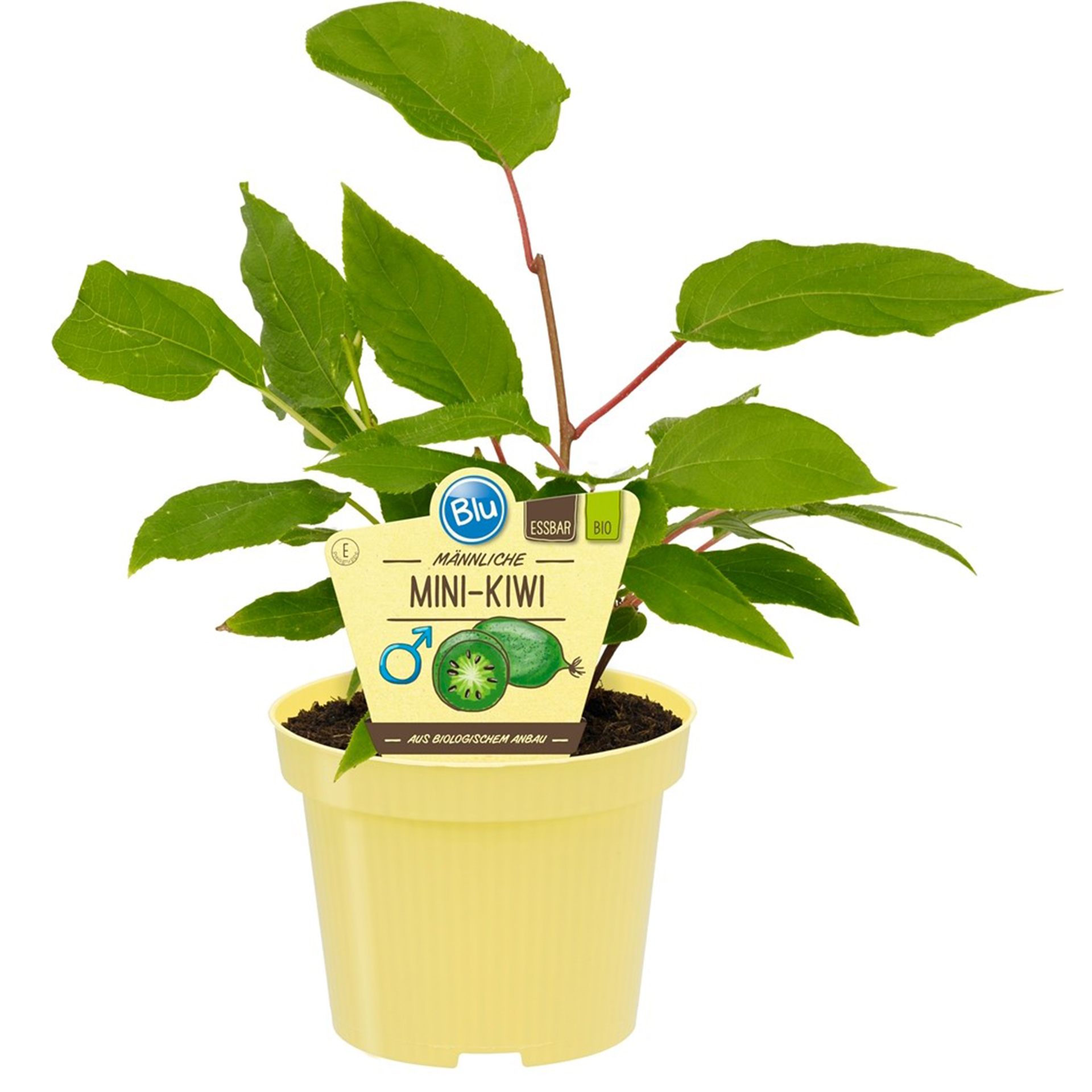 Mini-Kiwi männlich Mini-Kiwi männlich Kletterpflanze Obstgehölz mit Früchten