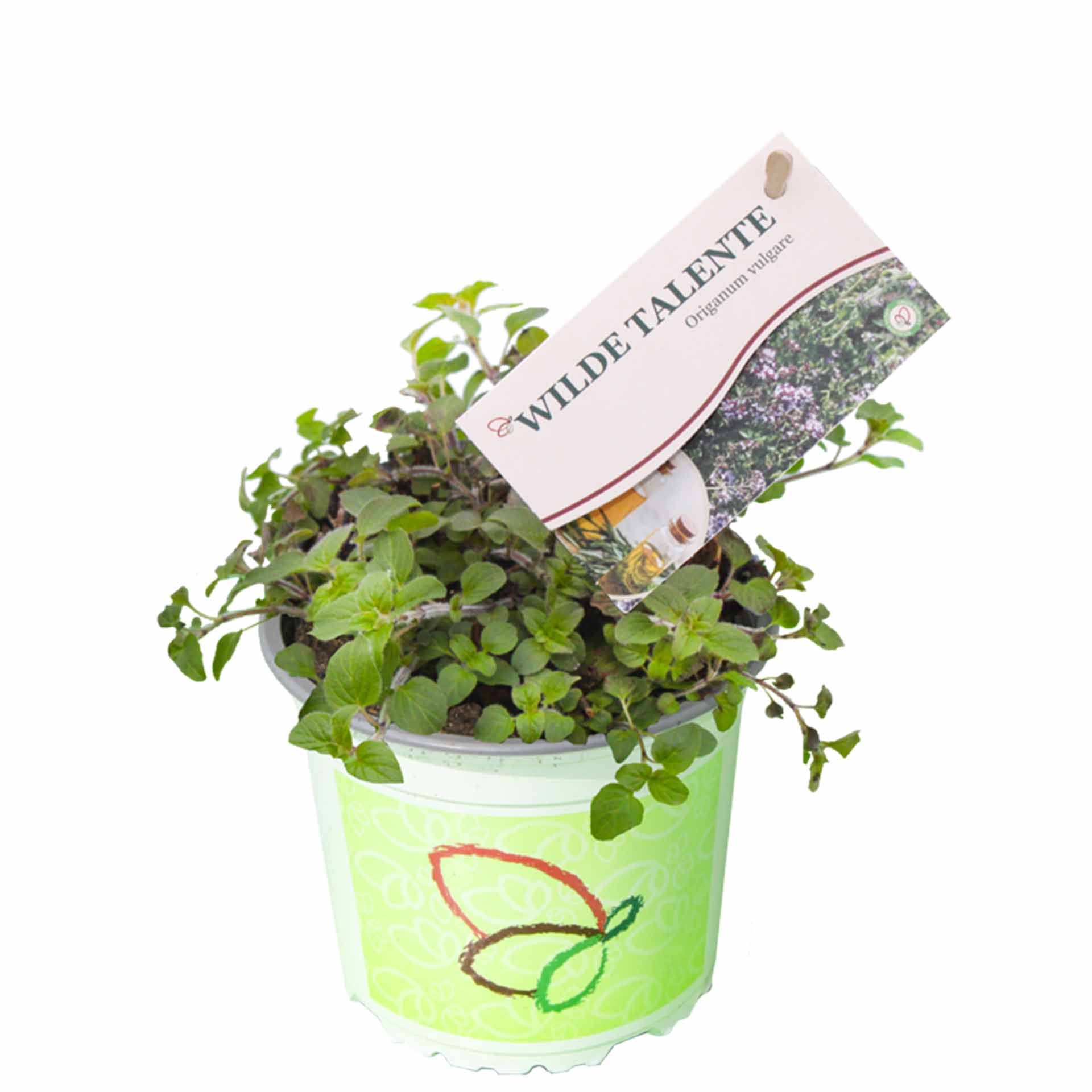 Kübelpflanze, Kräuterpflanze, Minze, grüne Blätter, Topfpflanze