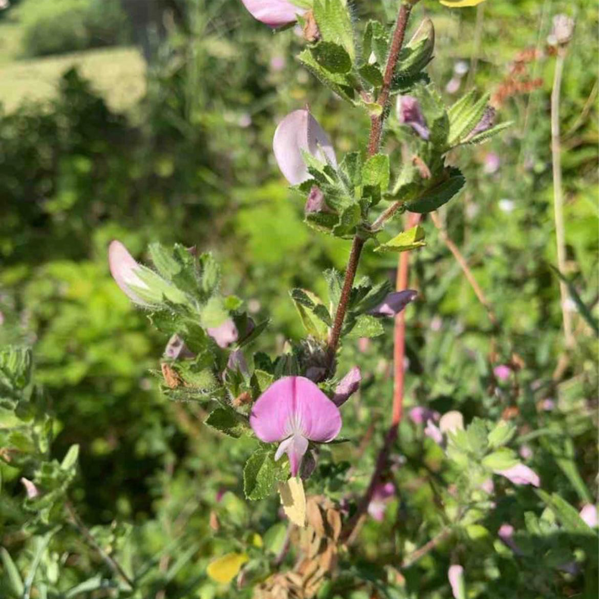 grüner strauch mit rosa blüten