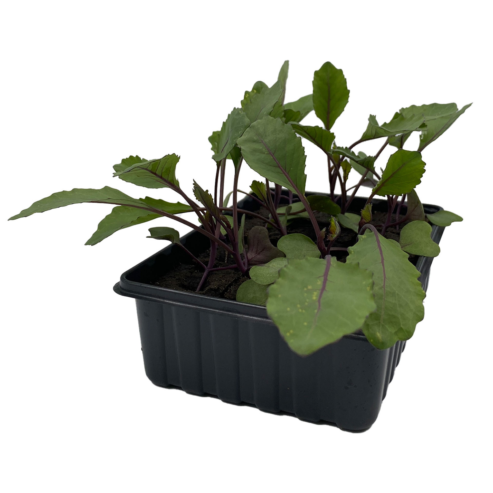 Rotkohl - Gemüsepflanzen Schale 12er Pflanze, Pflanze im Topf, Nahrung, Produzieren