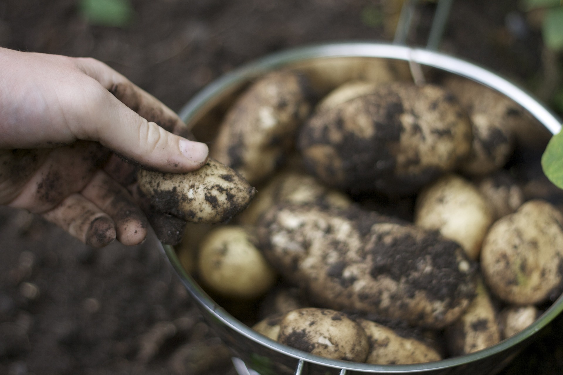 pflanzkartoffeln ernte pflanzkartoffeln