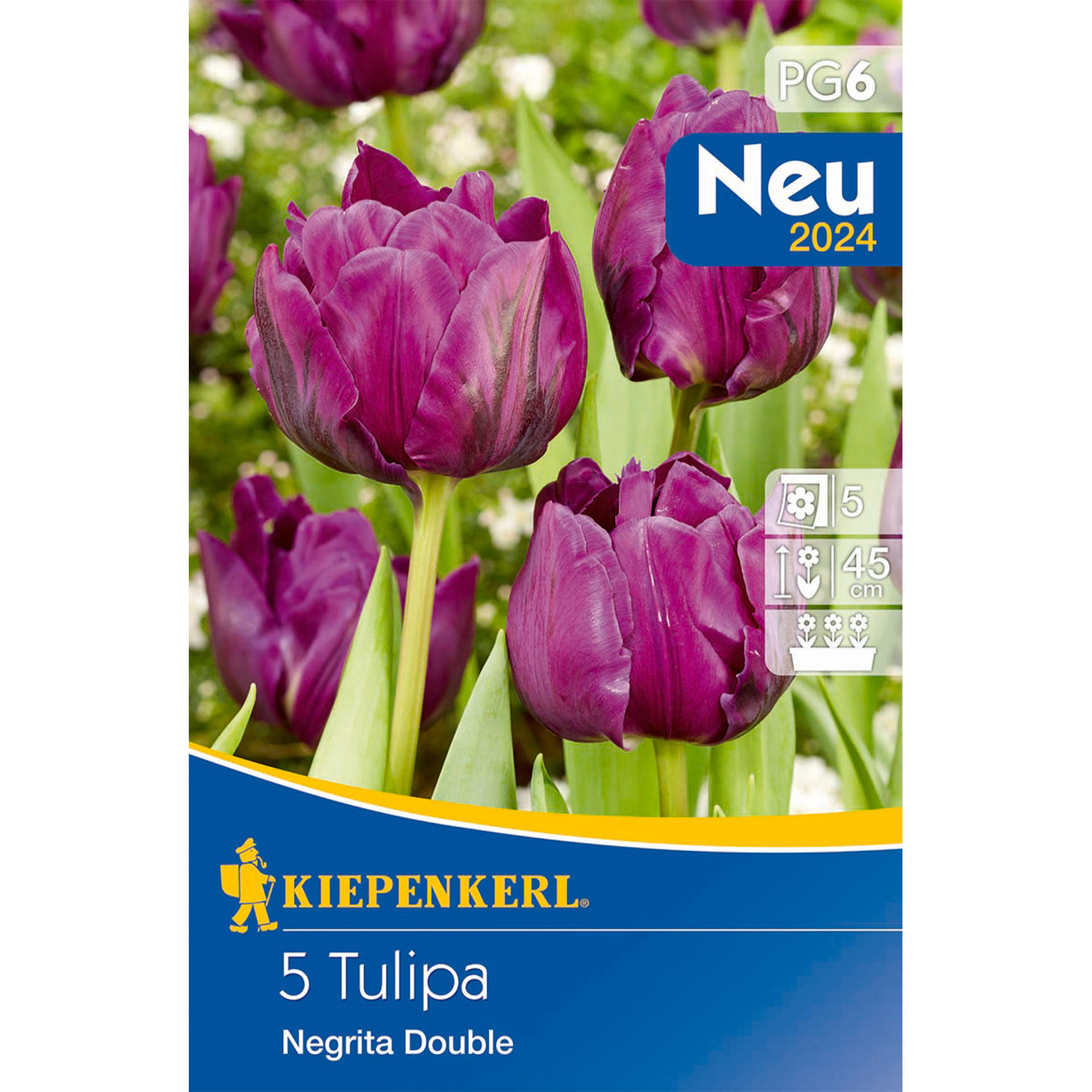 Tulpe 'Negrita Double', Blumenzwiebeln Blume, Werbung, Plakat, Rose, Tulpe