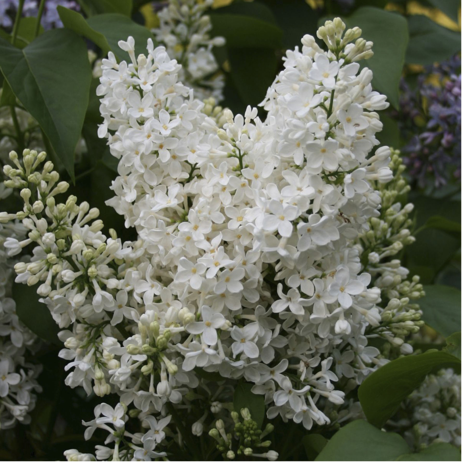Edelflieder - Syringa vulg. 'Mme. Lemoine', C3 40-60cm Edelflieder - Syringa vulg. 'Mme. Lemoine', C3 40-60cm