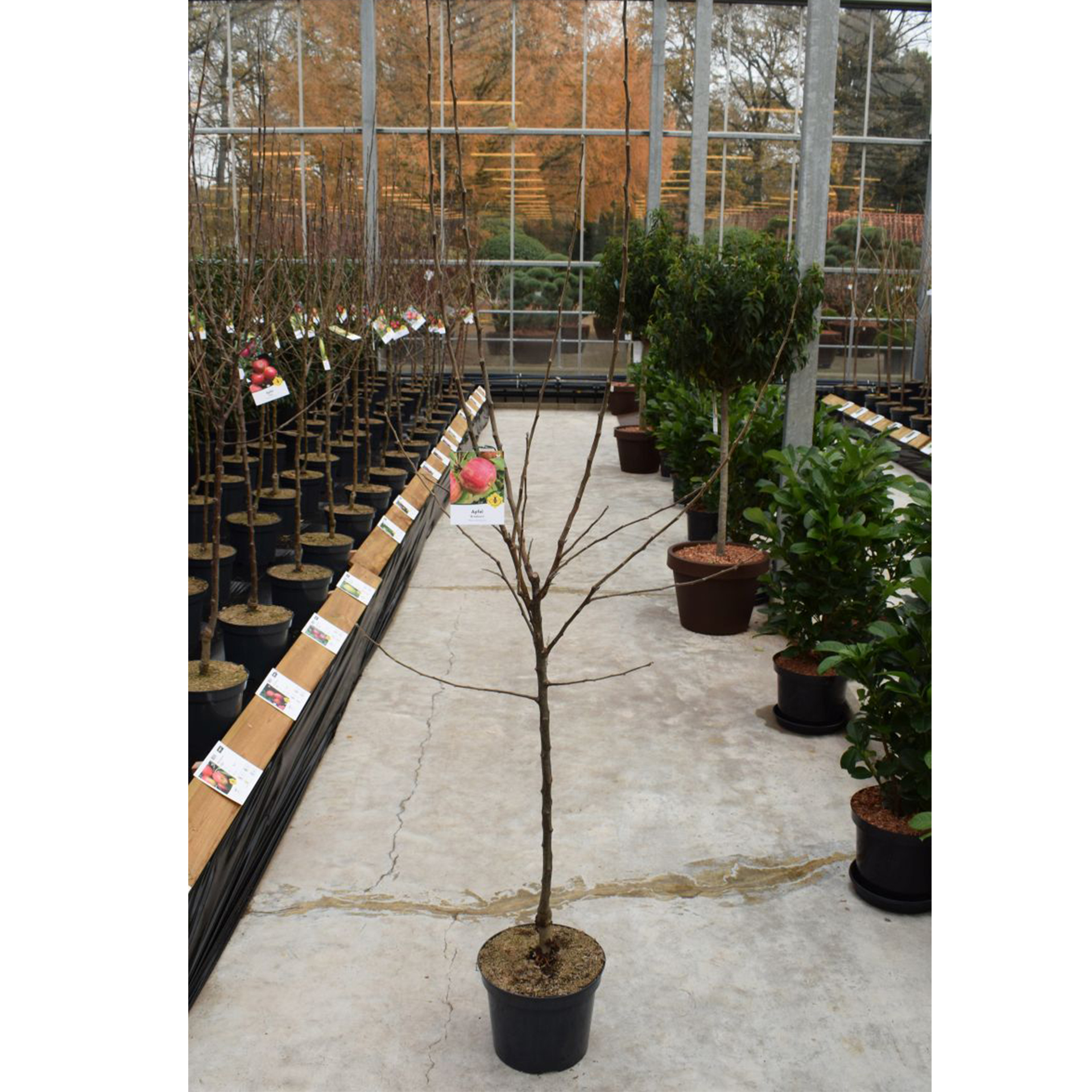 Apfel Braeburn Apfelbaum Apfel süß saftig