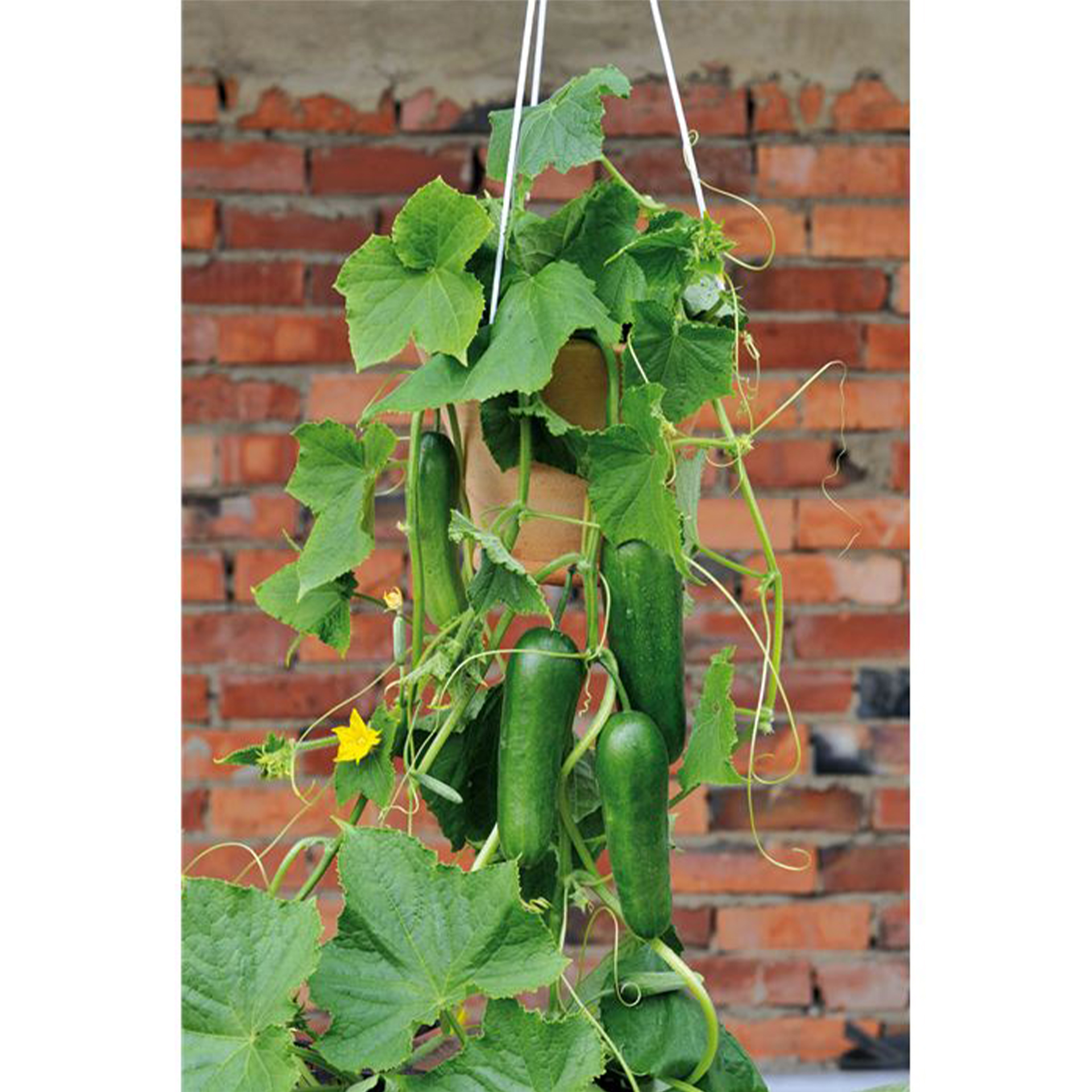 Mini-Snackgurke 'Minero® F1 (Mini Stars)', Gurkenpflanze 12cm Topf Mini-Snackgurke 'Minero® F1 (Mini Stars)', Gurkenpflanze 12cm Topf