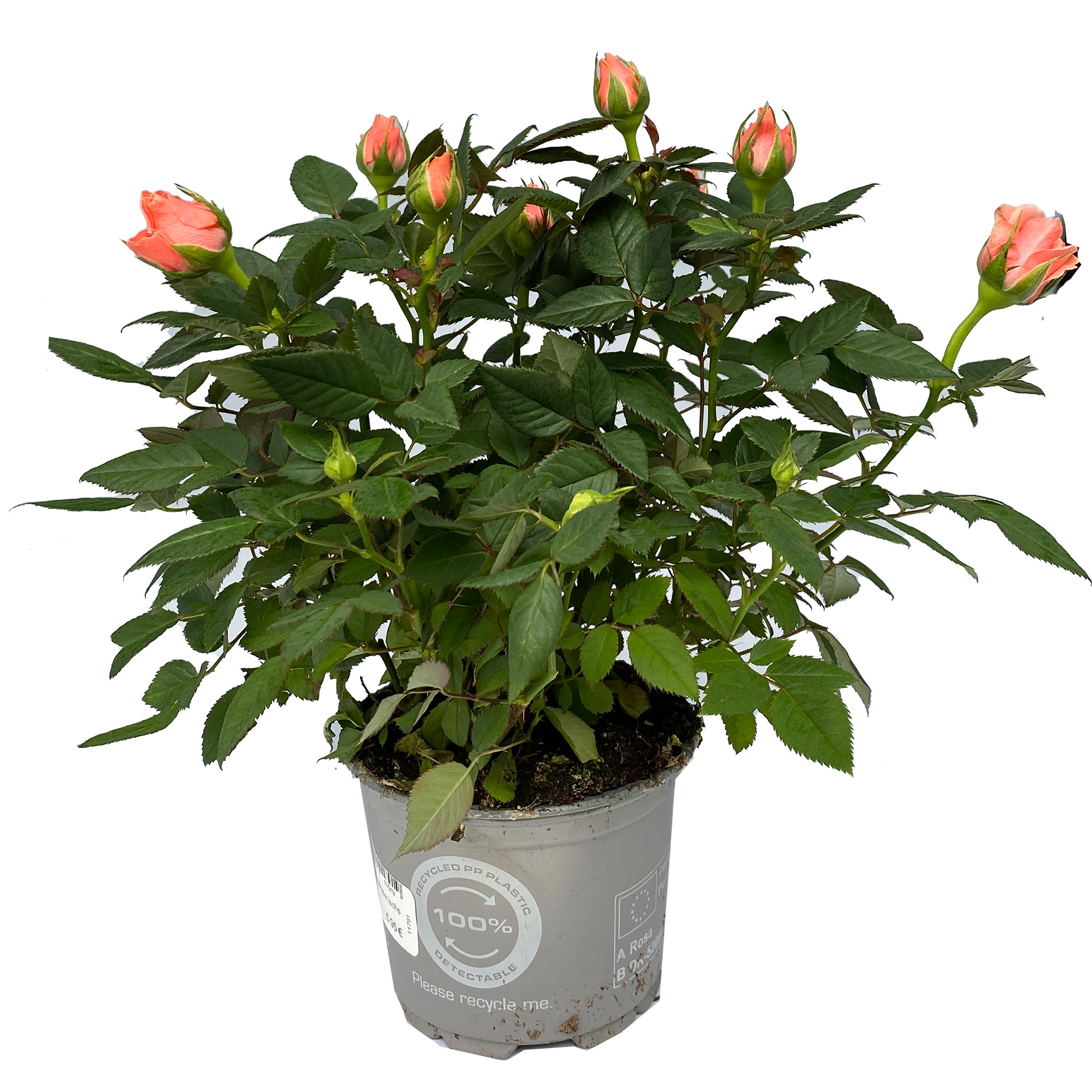 Topfrose lachsfarben Topfrose lachsfarben