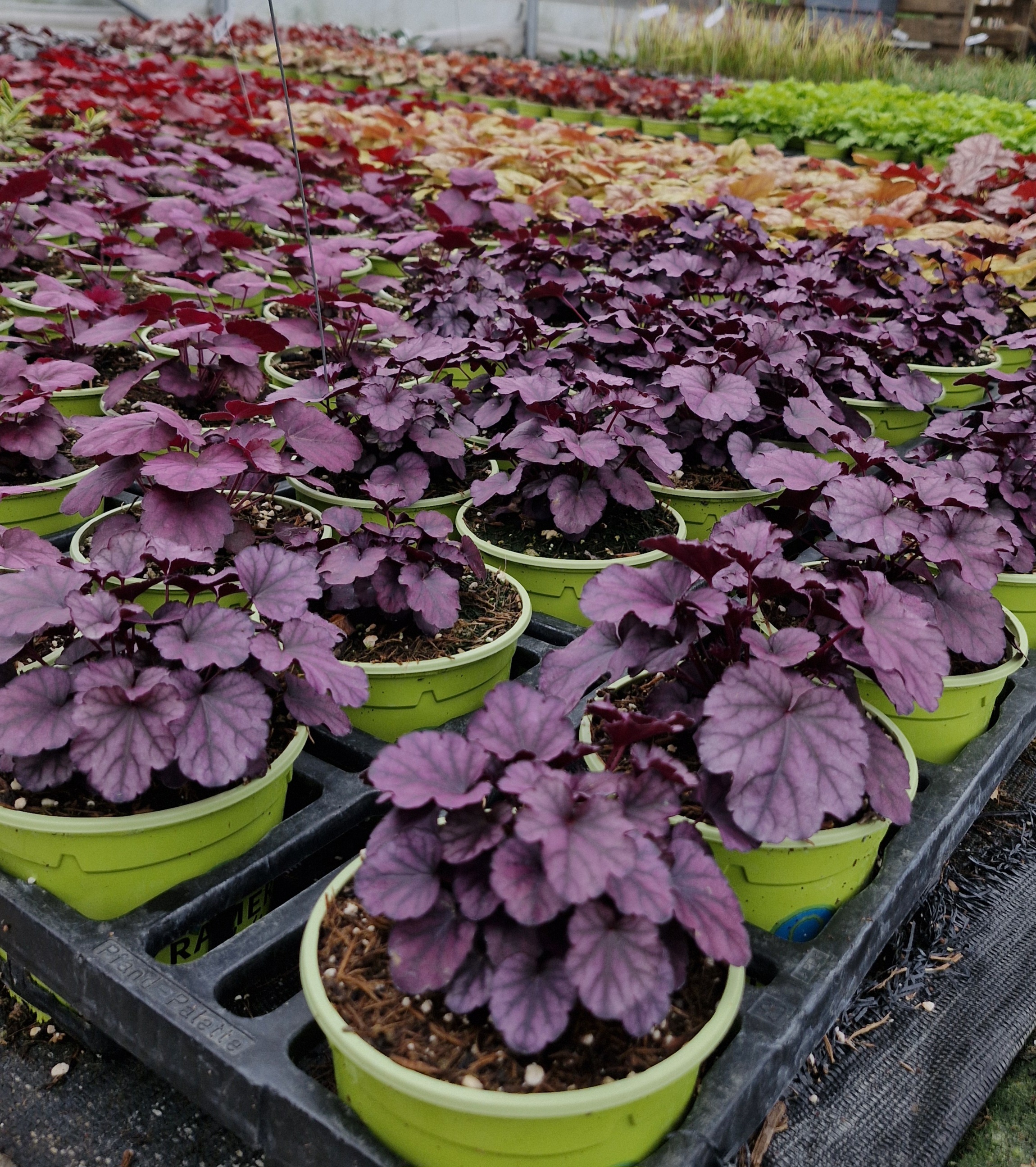 Pflanze, Pflanze im Topf, Pflanzgefäß, Töpferei, Blatt