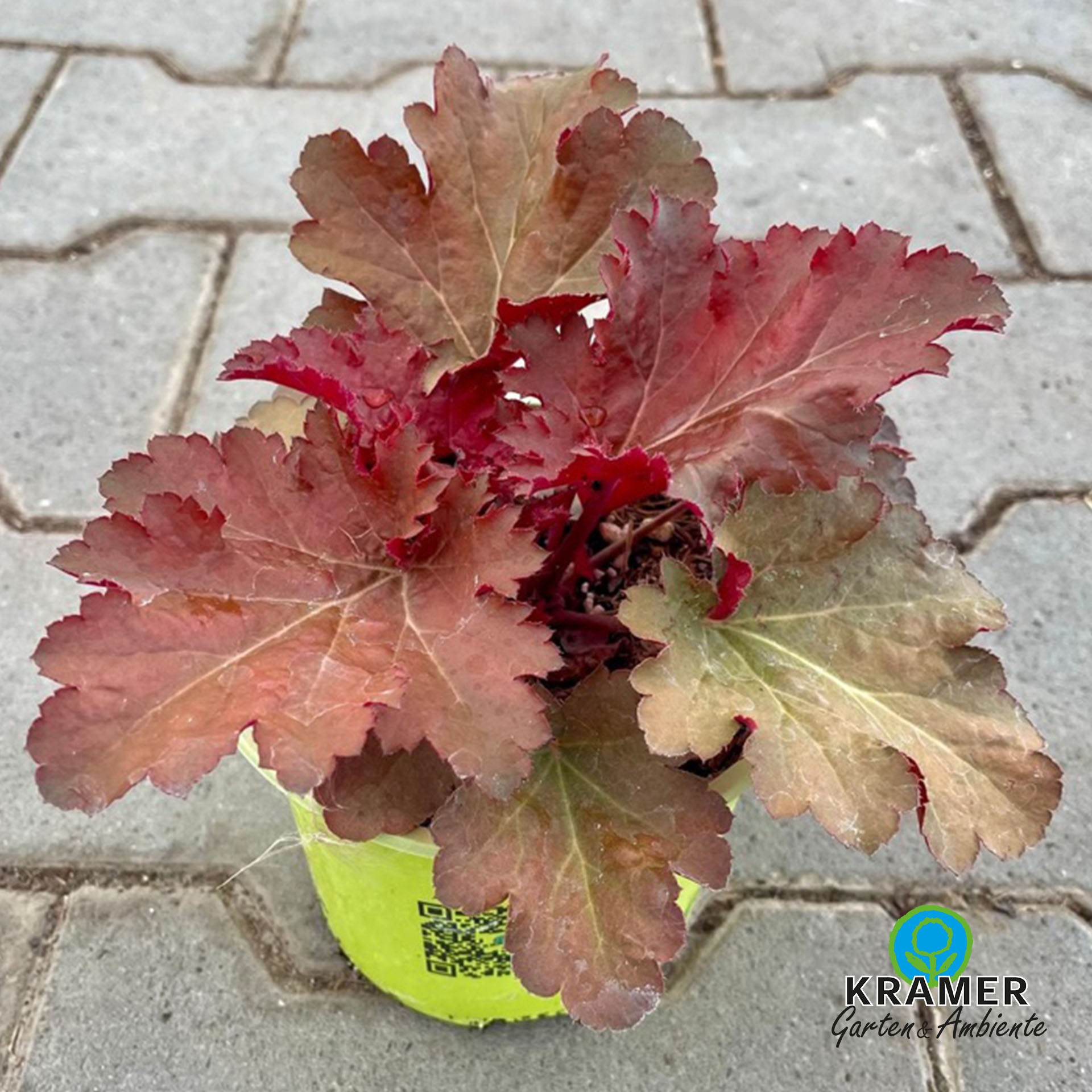 heuchera, pflanze, rot, topfpflanze, quartierpflanze, Roter Blattpflanze, Dekorative Pflanze, Kübelpflanze, Gartenpflanze, Lagerung im Garten